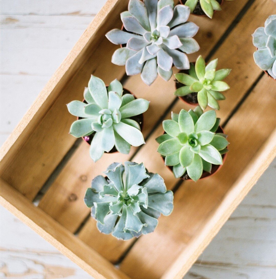 One of the easiest ways to spruce up your space for spring is with greenery!  You can bring in fresh flowers form your local trader joes, pick up the latest faux plants from Target or even put some of these cutie succulents into little pots and put t