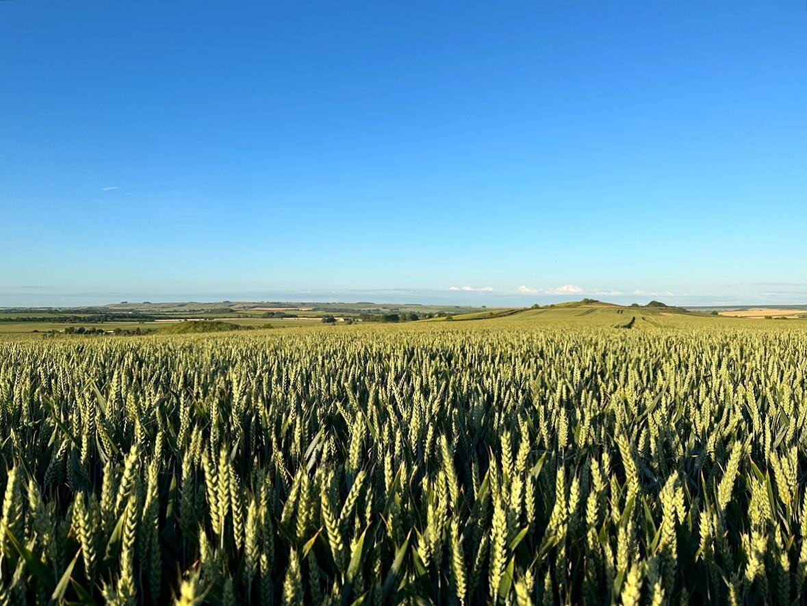 🌾 Home 🌾

There aren&rsquo;t many certainties in life, but one that I&rsquo;ll bank on is never tiring of this view! 😍

Can&rsquo;t quite believe how soon we&rsquo;ll be out here with the combine harvester cutting this wheat and then getting the f