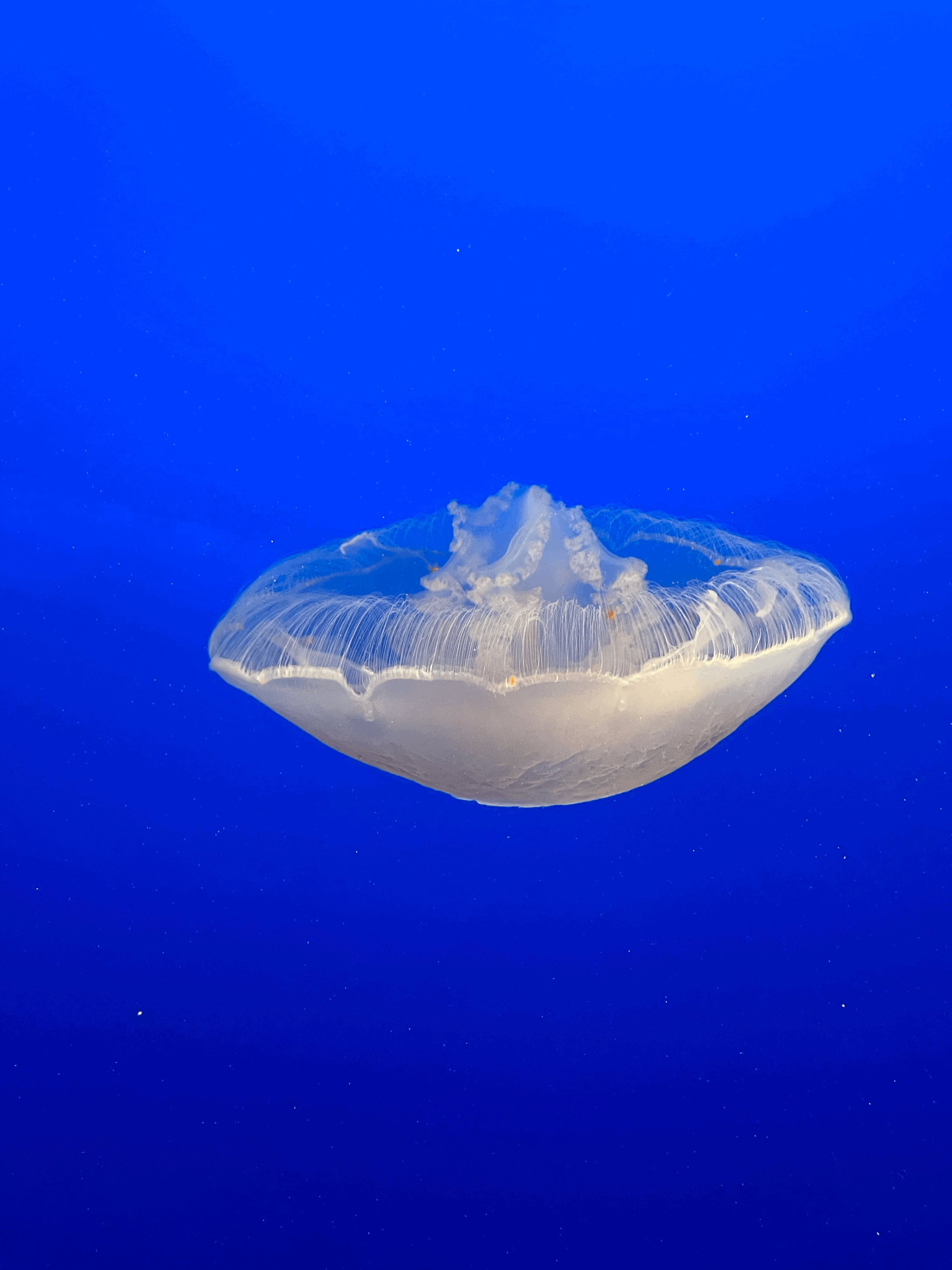 Aquarium &amp; Internet