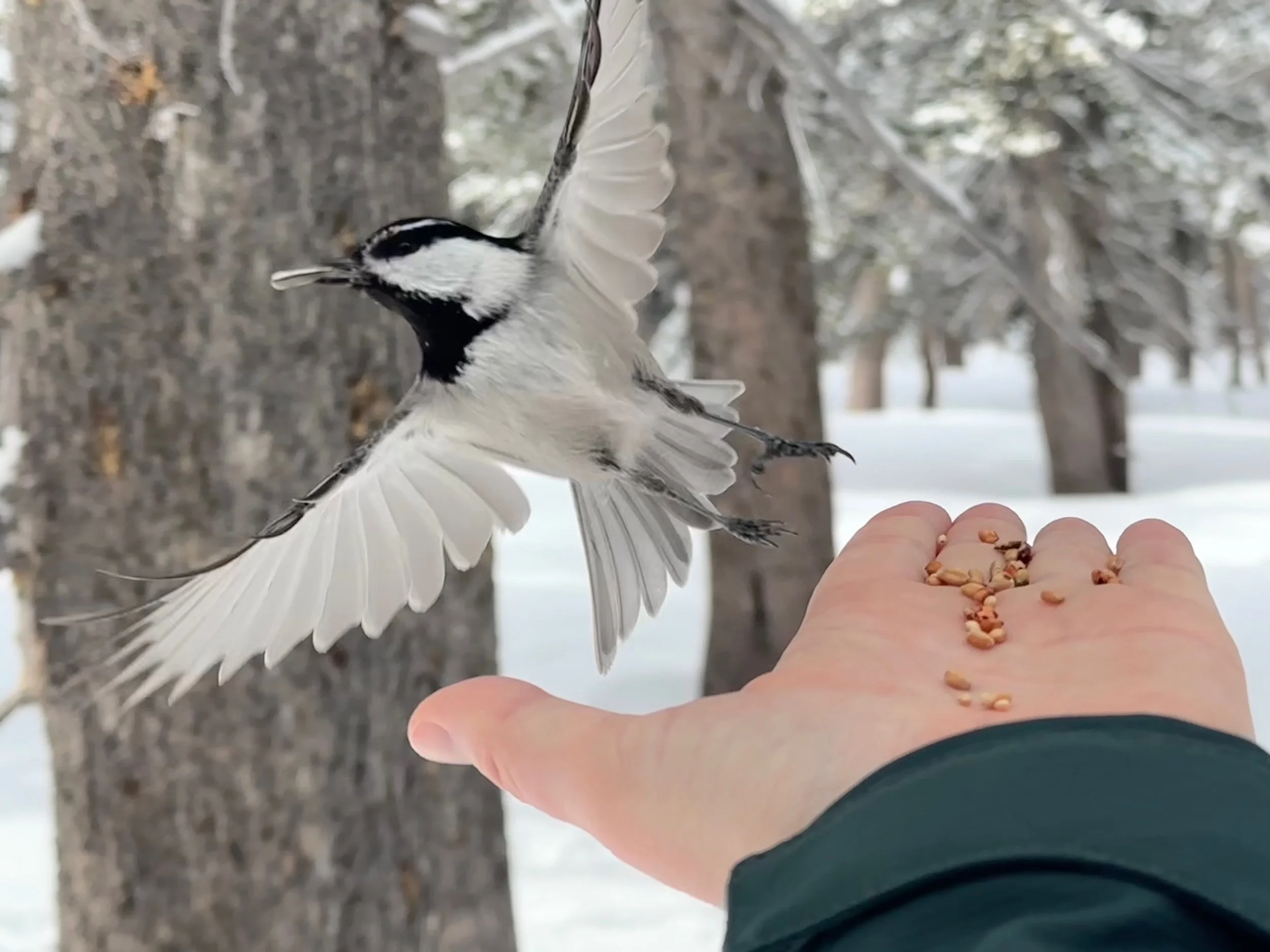 FullSizeRender (1).jpeg