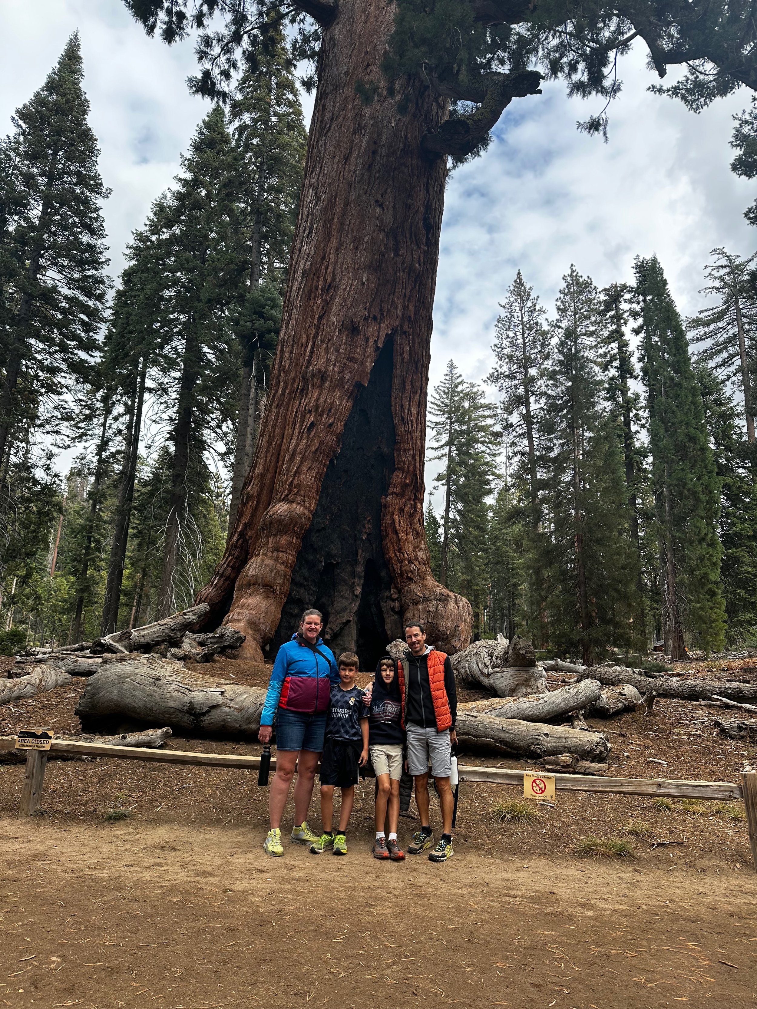 Giant Redwood