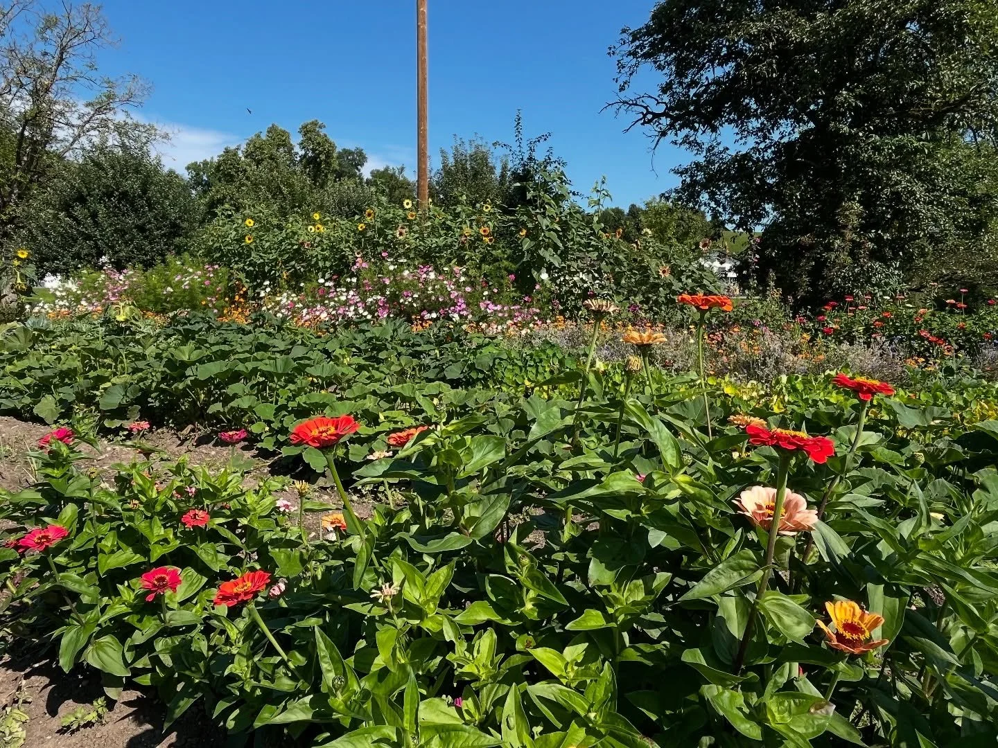 Unser Schulgarten in voller Blüte 🌸 🌻🌺
Da werden die Kinder vom Projekt Schule-Bauernhof grosse Augen machen, wenn sie ihren Schulgarten nach den Sommerferien das erste Mal besuchen. 
Denn da blüht und wächst so einiges: Blumen mi