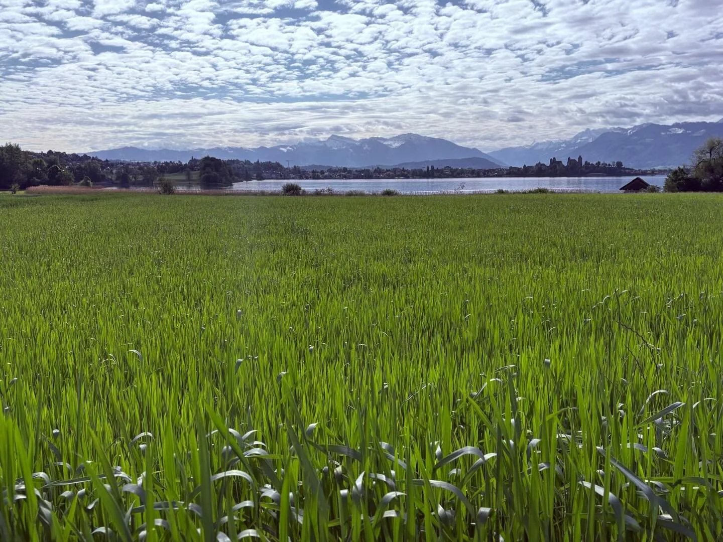 Unser Getreide im Mai 🌾 inkl. kleinem Ratespiel

Sch&ouml;n im Aufwuchs, aber quasi noch &bdquo;gr&uuml;n hinter den Ohren&ldquo;: So pr&auml;sentiert sich unser Getreide im Mai 😉 Dieses satte Gr&uuml;n gef&auml;llt uns, da es auf einen geringen Kr