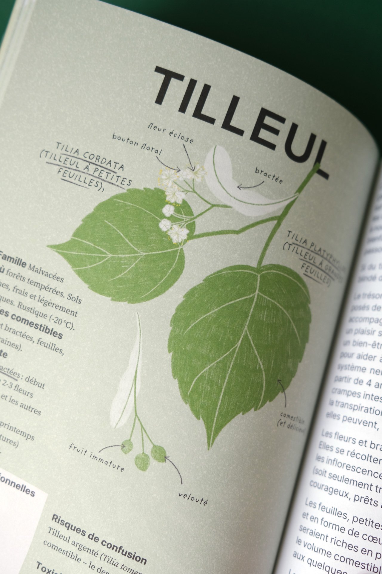 cuisine-des-mauvaises-graines-Flammarion-pages-interieures-identite-plante-3-ateliermio©.jpg