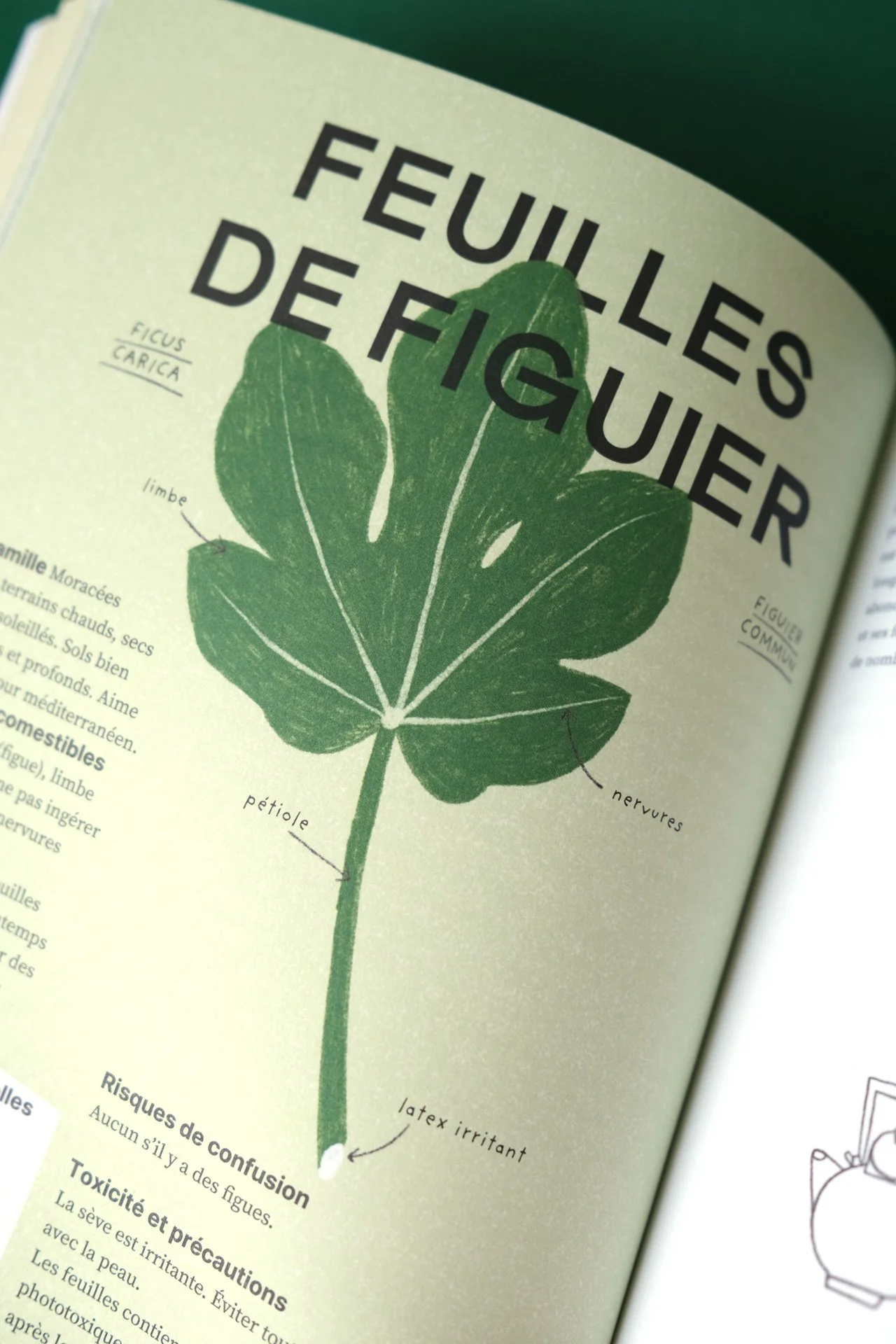 cuisine-des-mauvaises-graines-Flammarion-pages-interieures-identite-plante-zoom-ateliermio©.jpg