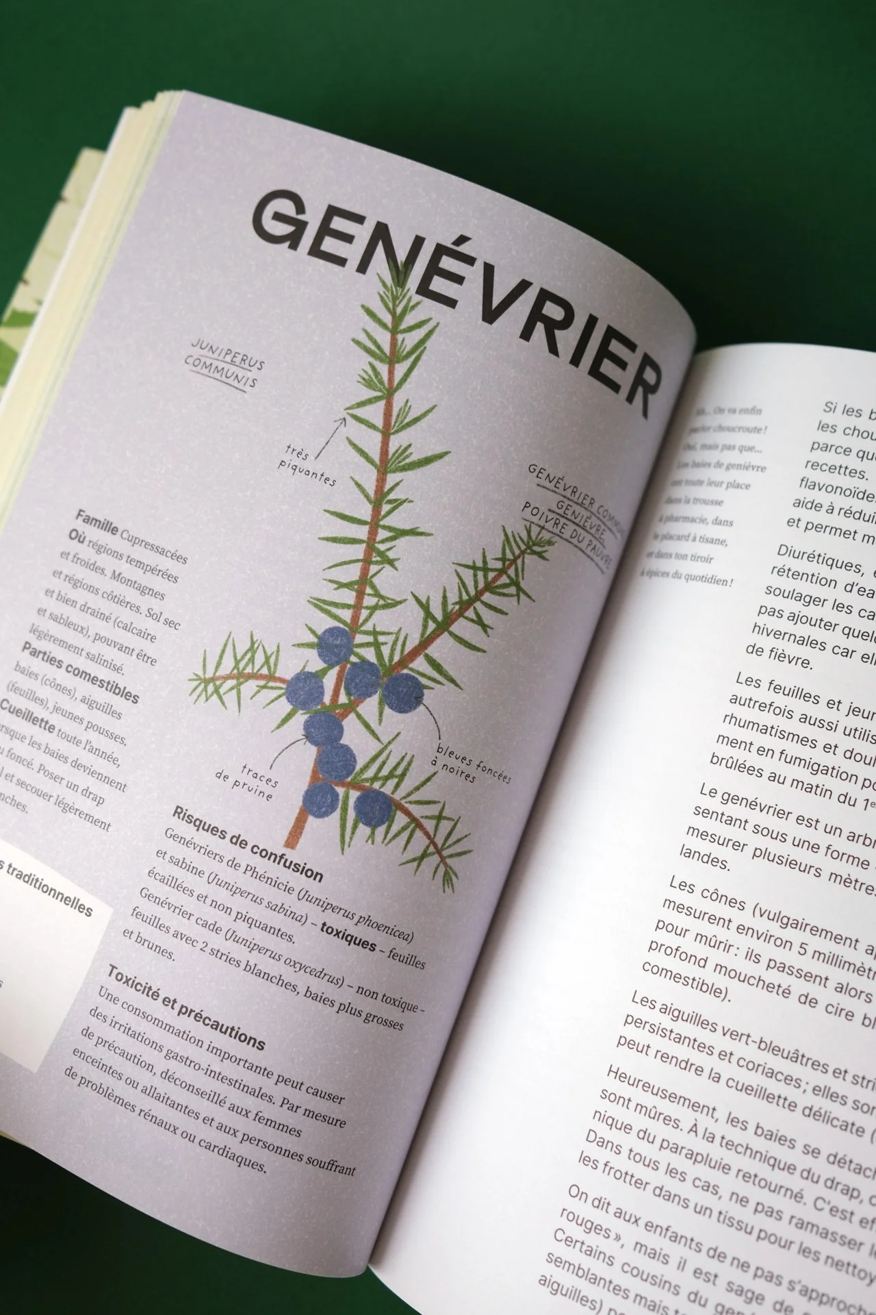 cuisine-des-mauvaises-graines-Flammarion-pages-interieures-identite-plante-2-ateliermio©.jpg