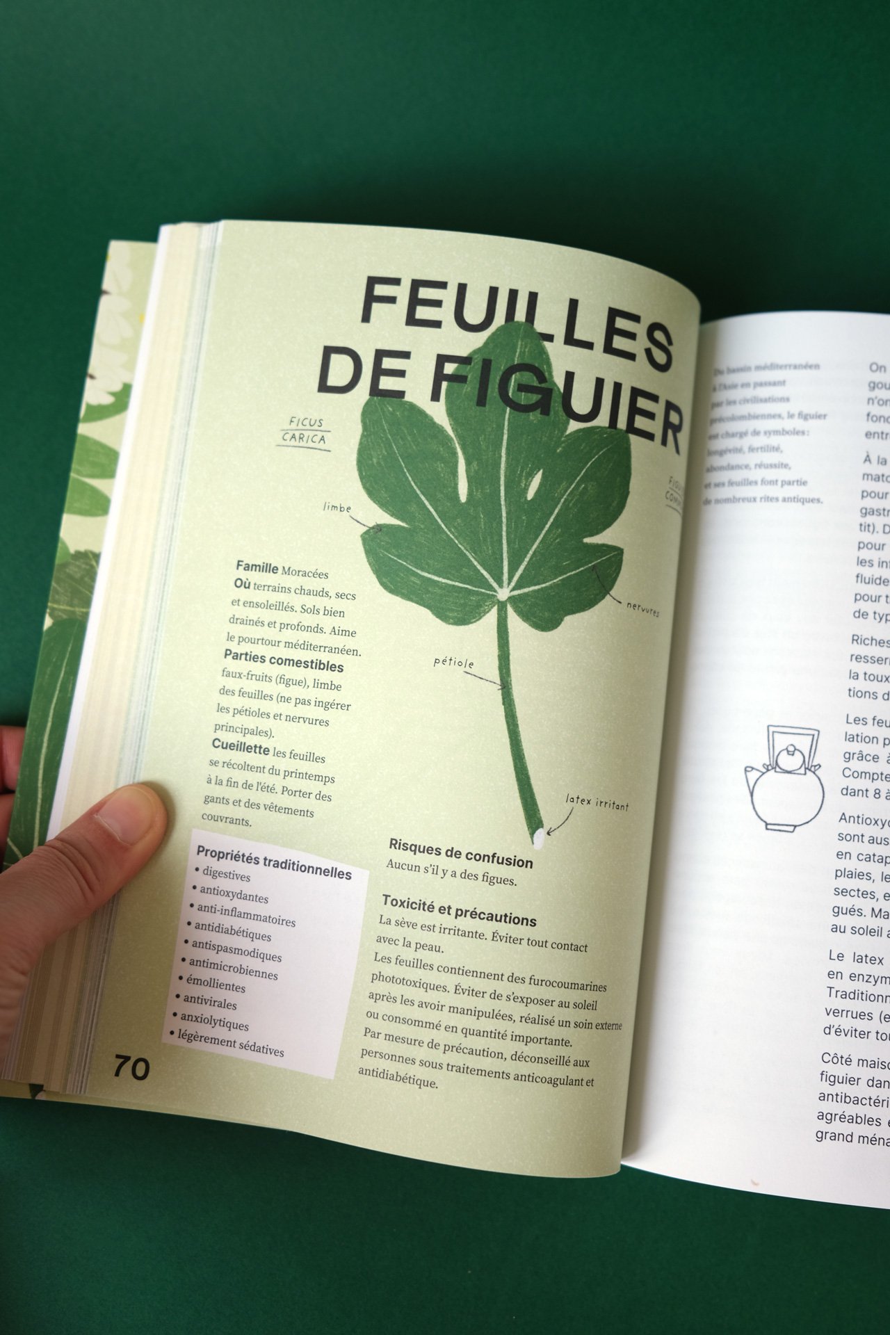 cuisine-des-mauvaises-graines-Flammarion-pages-interieures-identite-plante-ateliermio©.jpg