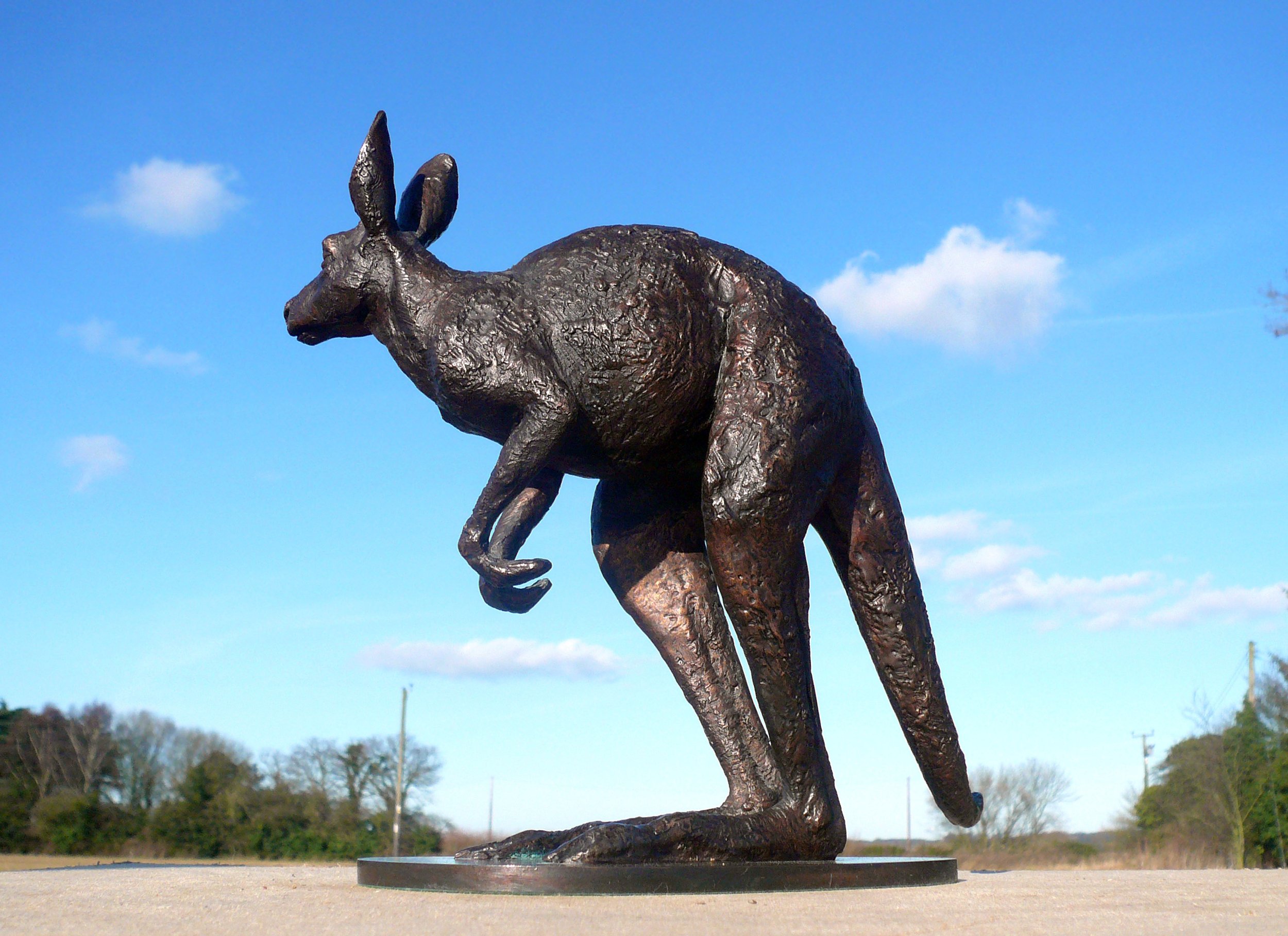 ALERT KANGAROO 2  by Graham High.JPG