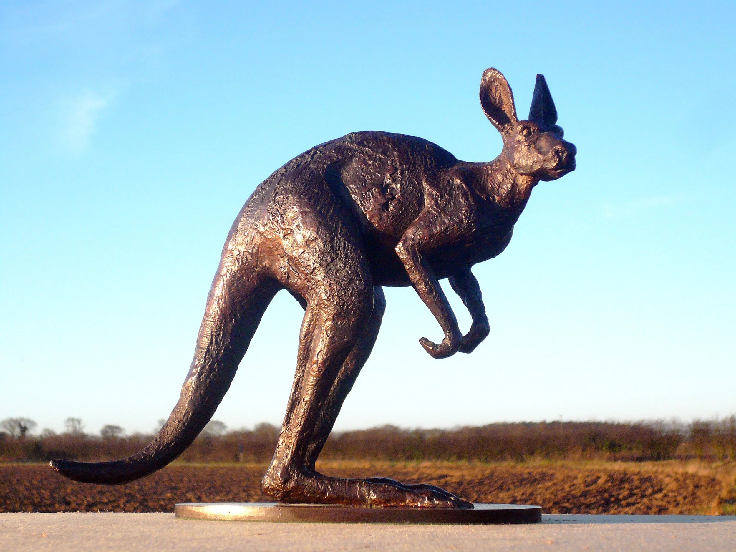 ALERT KANGAROO 1  by Graham High.JPG