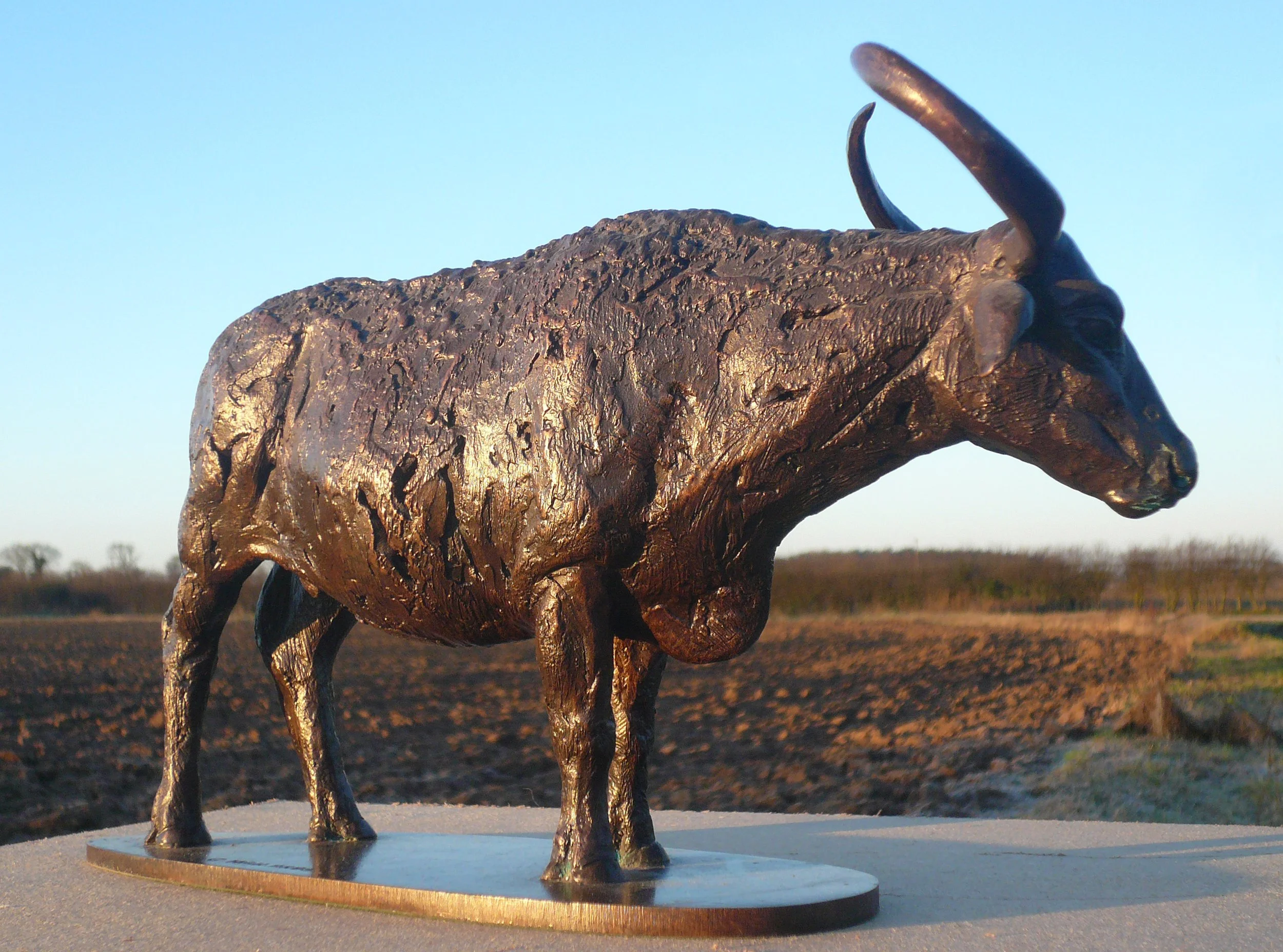 INDIAN BUFFALO 1.JPG