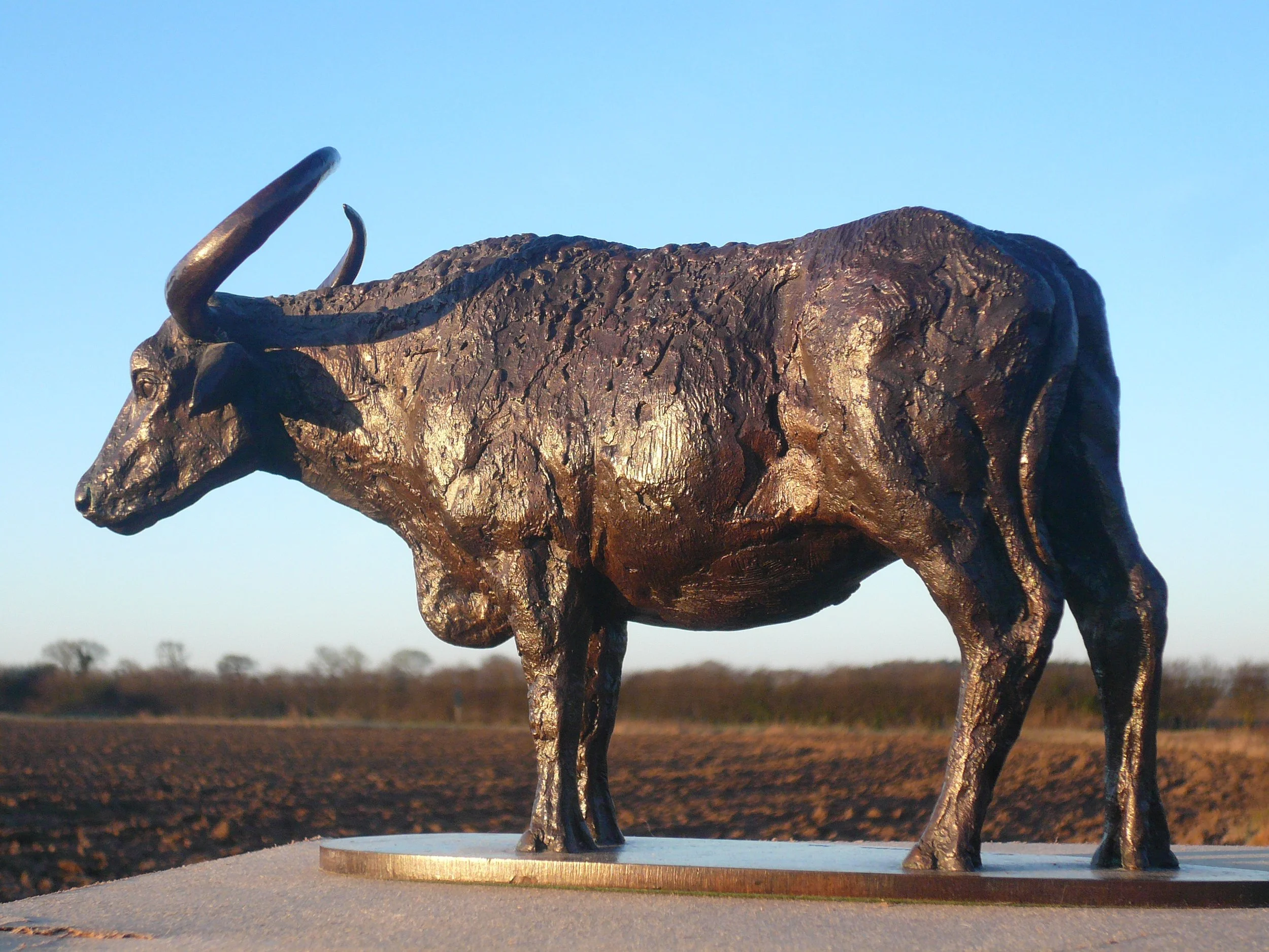 INDIAN BUFFALO 04.JPG