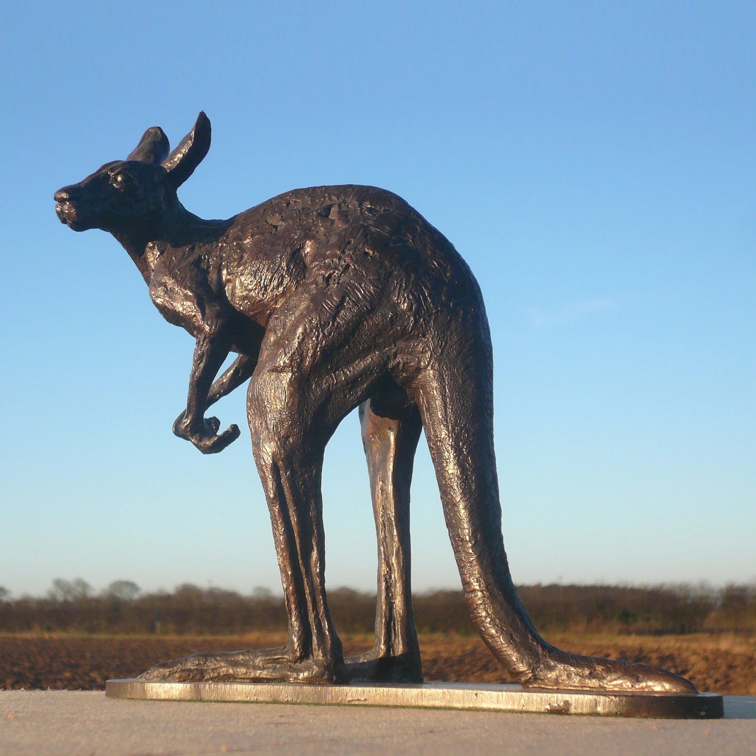 RESTING KANGAROO 3.JPG