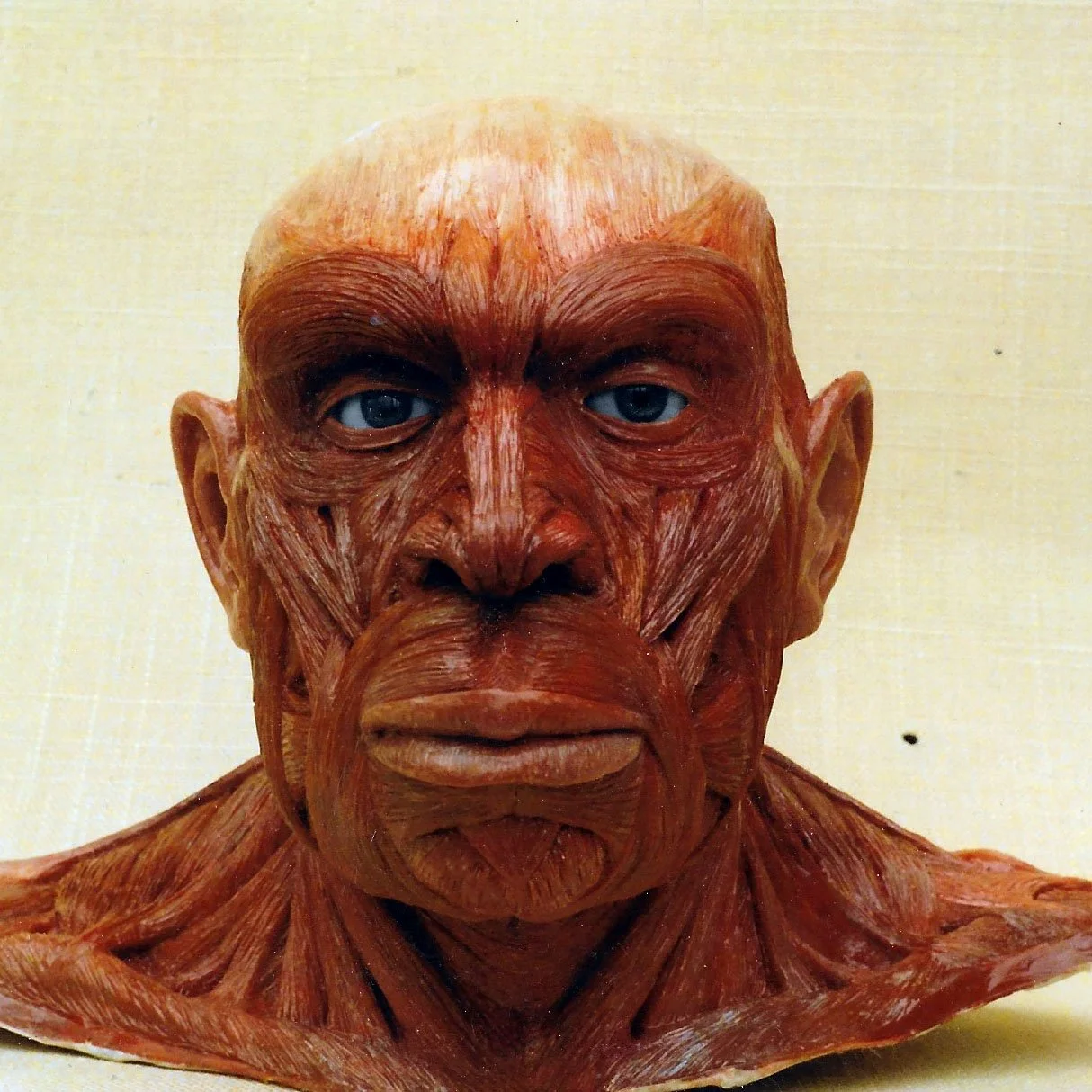 Anatomical — Graham High
