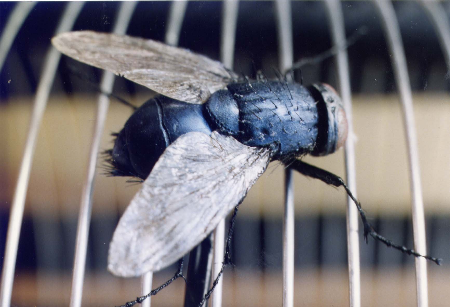 MODEL PYROTECHNIC FLY FOR _INSECTOCUTOR_.jpg