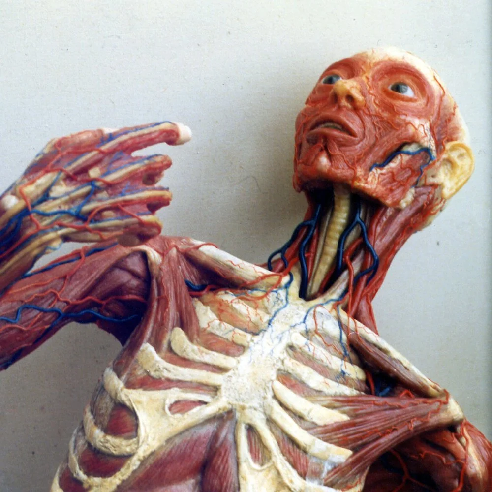 ANATOMICAL FIGURE 2 by Graham High.jpg