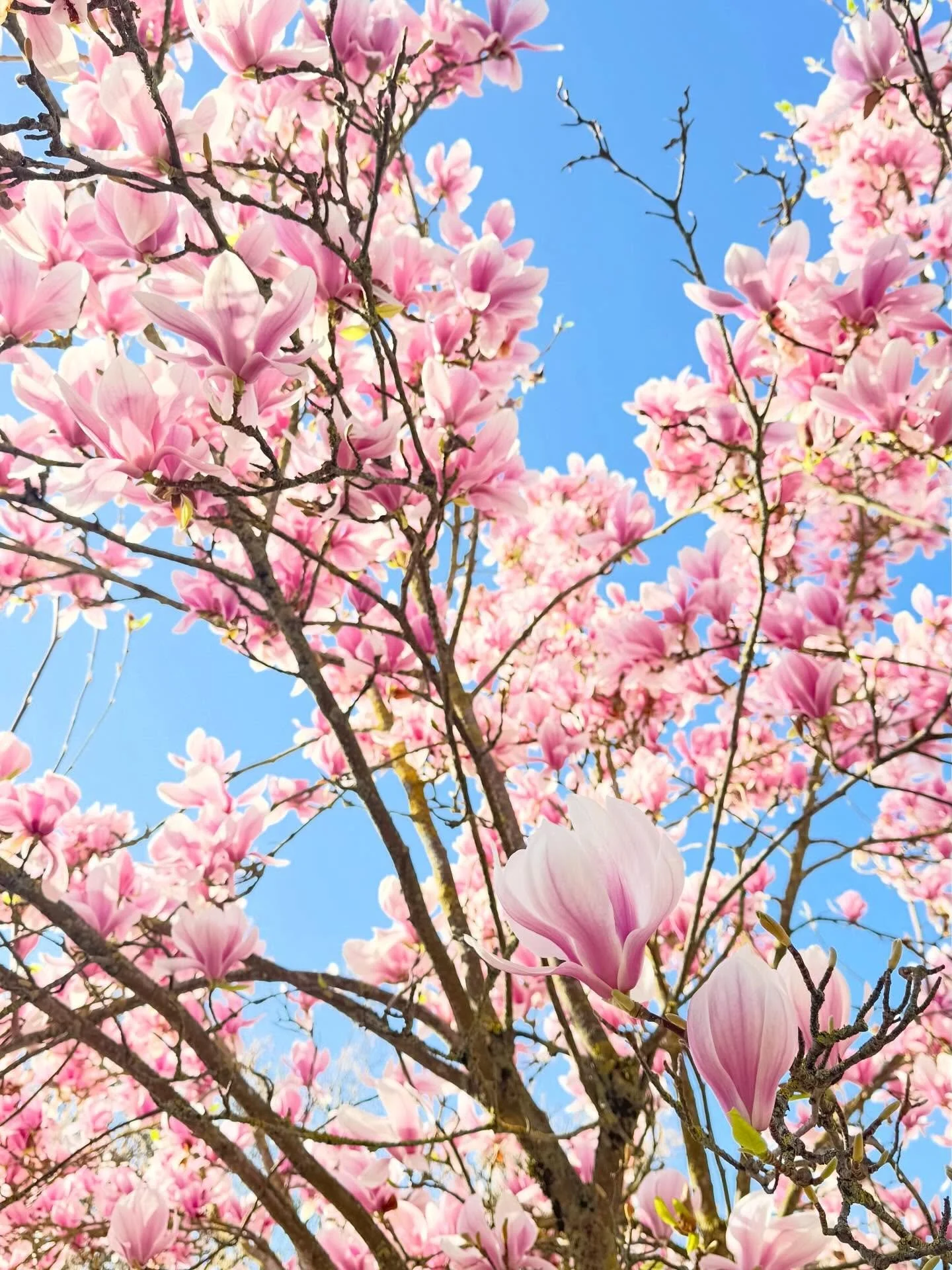 Grief, Acceptance &amp; Spring Blossom🌸

Welcoming in the first days of spring can be a little bittersweet for me nowadays.

5 years ago, on 31st March 2021, my husband passed at 52 years old.

Now 52 myself, I make the&nbsp;conscious&nbsp;choice to