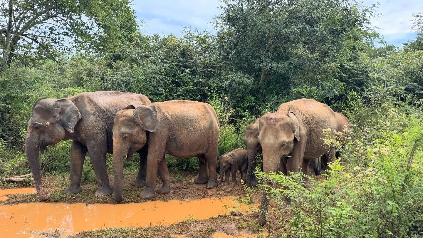 Communities are stronger when they are together 🐘 

So many women I speak to crave connection, a safe space where they can openly share how they are truly feeling. 

A safe space where they can be heard and held, without judgement. 

A safe space fo