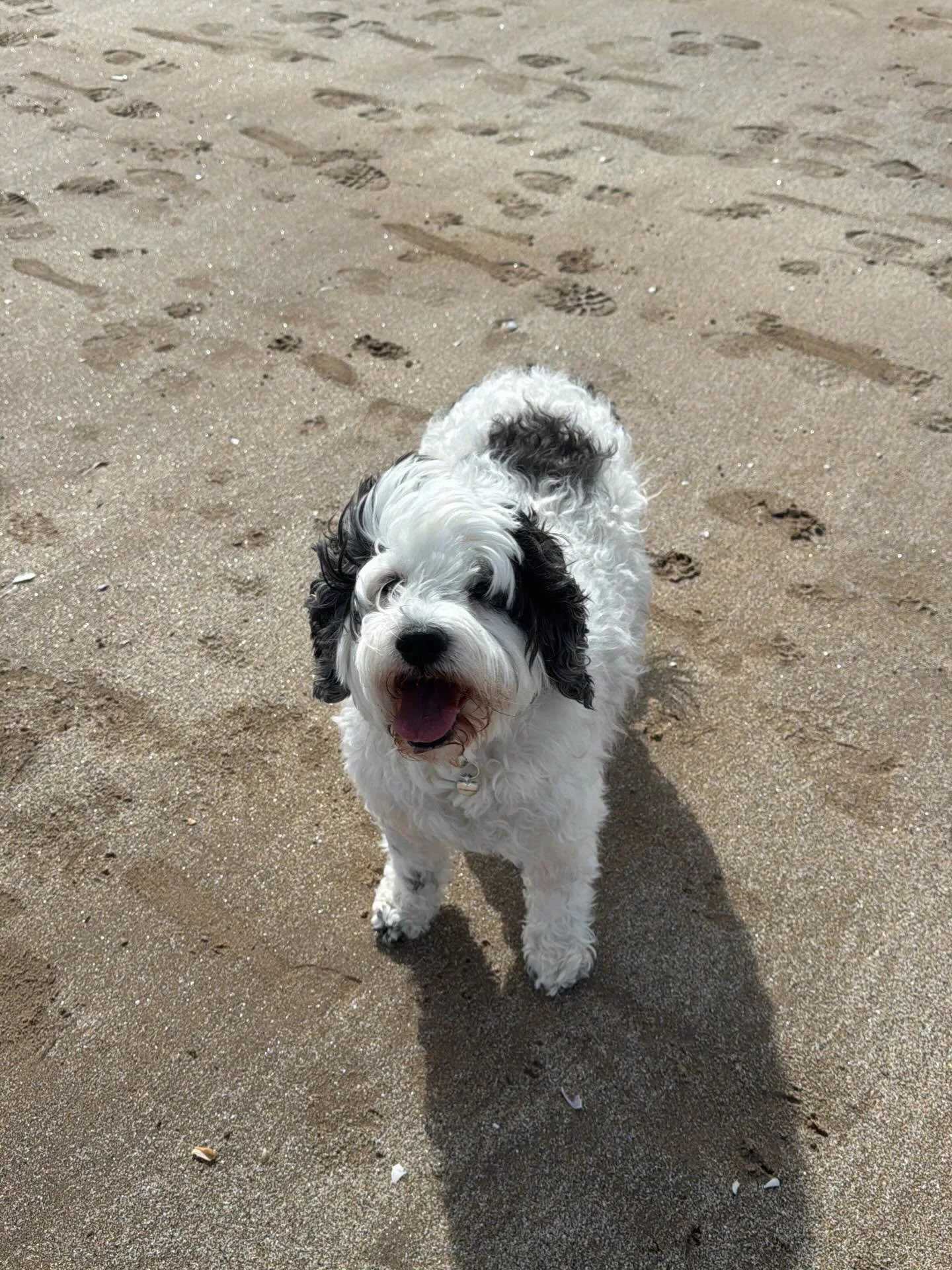 Be more Millie! 🐶 

That feeling of freedom, the excitement for what&rsquo;s round the corner&hellip; 

If you&rsquo;ve not been feeling it lately, maybe it&rsquo;s time to reconnect with your Inner Anchor ⚓️ 

45minute sessions now available to boo