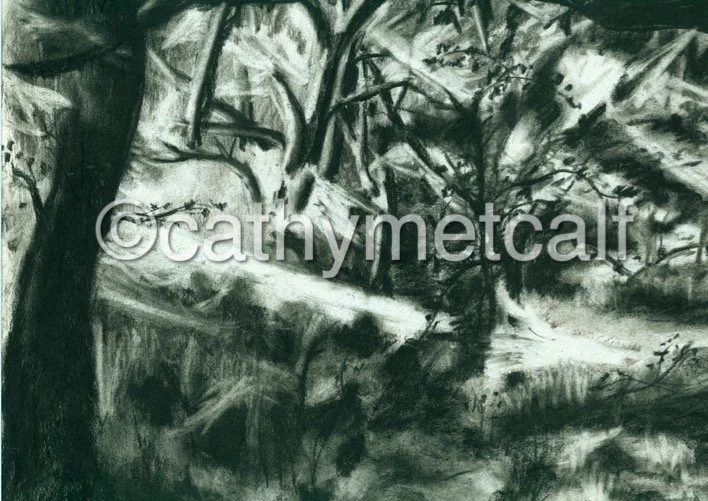 Sunset Rays  in Ninnis Wood - Conte on Rag Paper 420x297