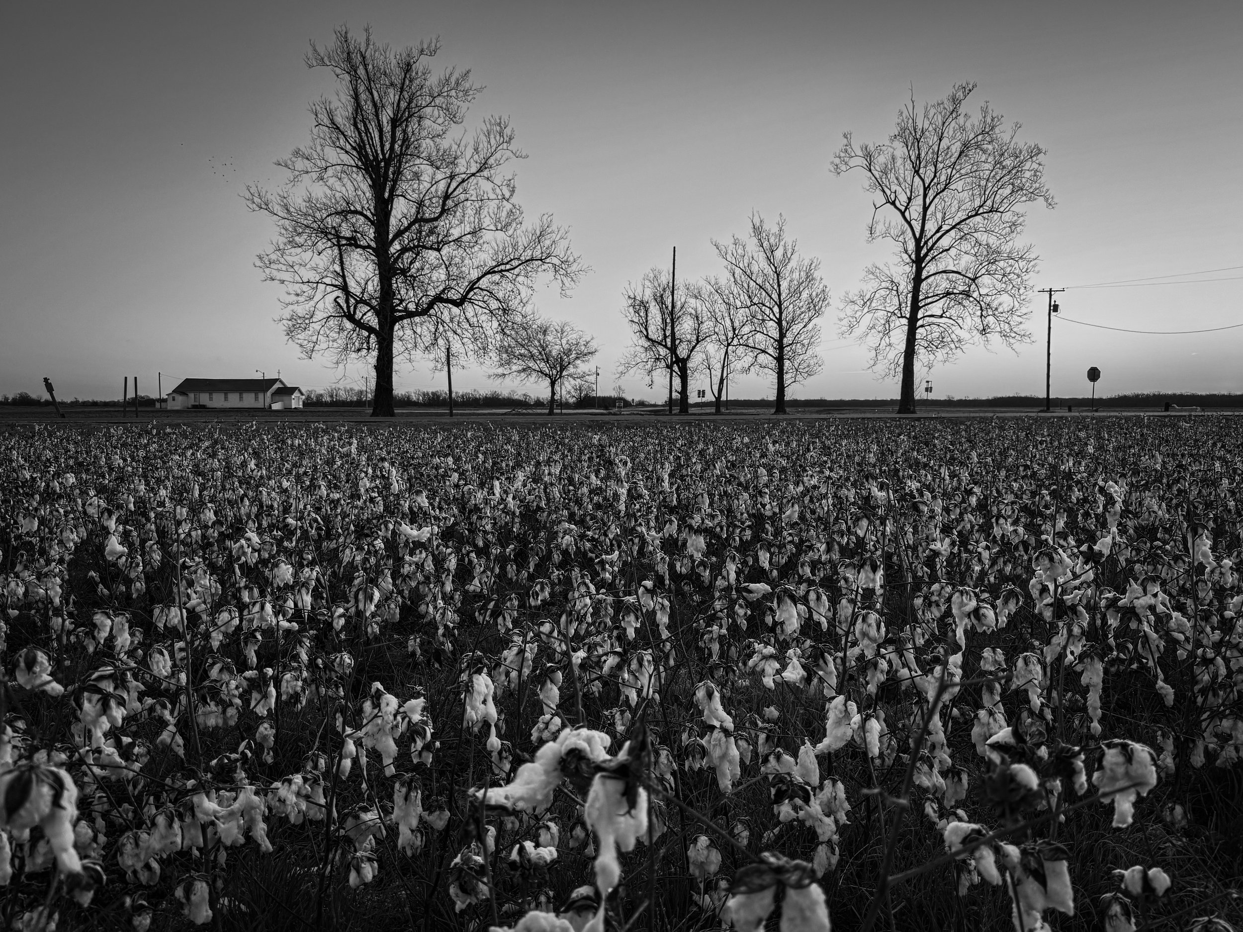Cotton field-1.jpeg