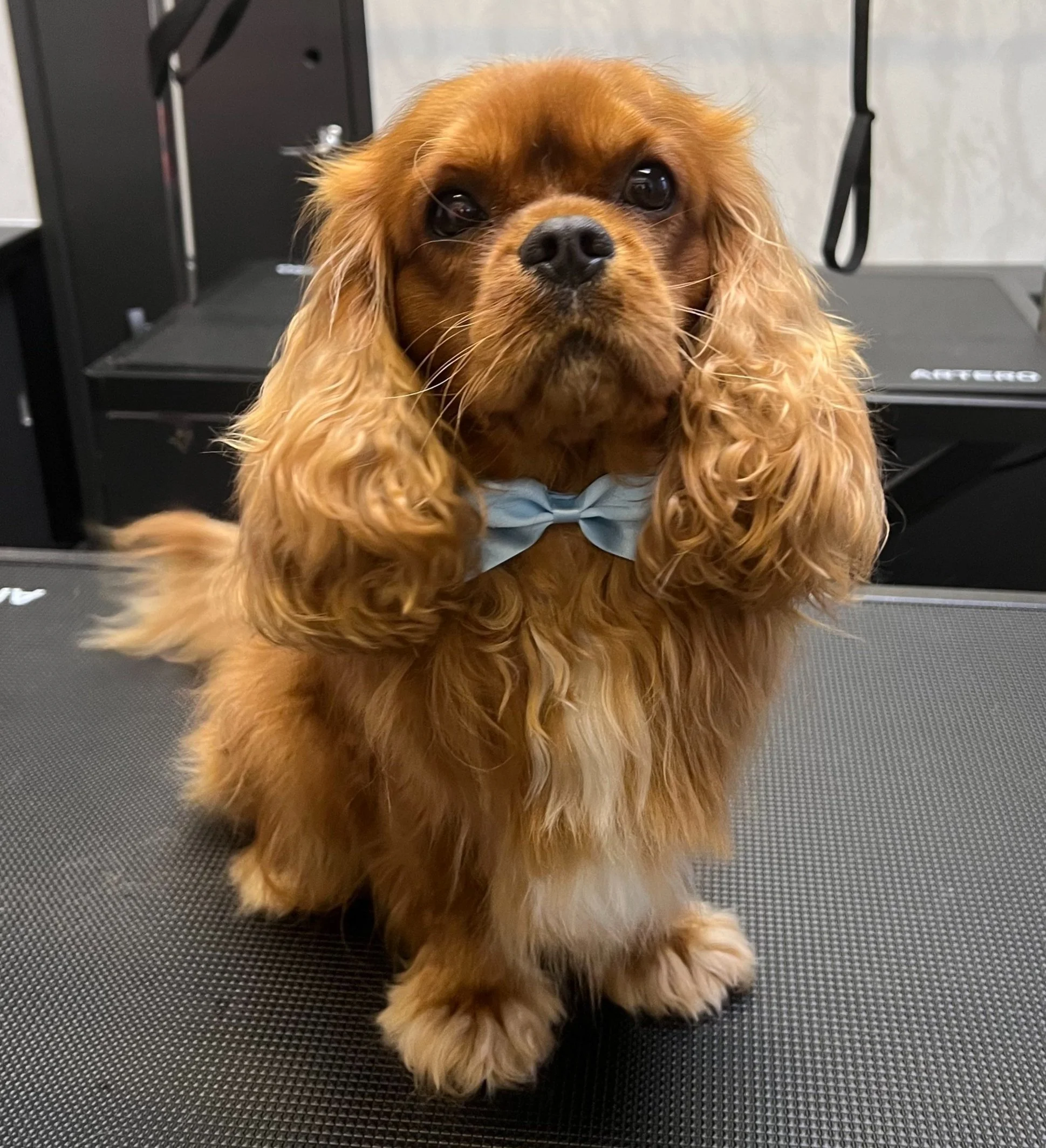 Saddleworth Dog Groomers Oldham Pet Grooming