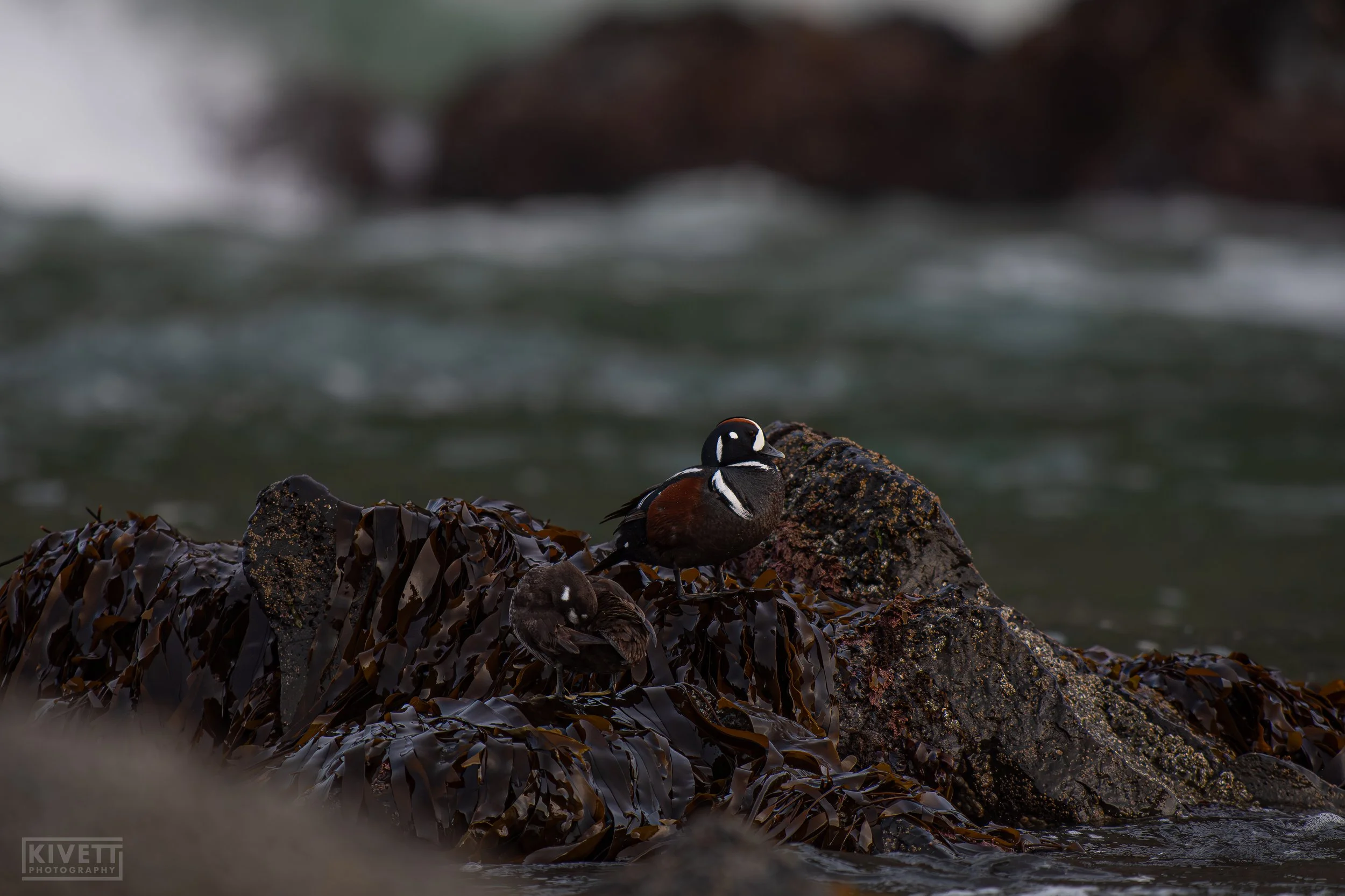 DSC_0544-topaz-sharpen.jpg