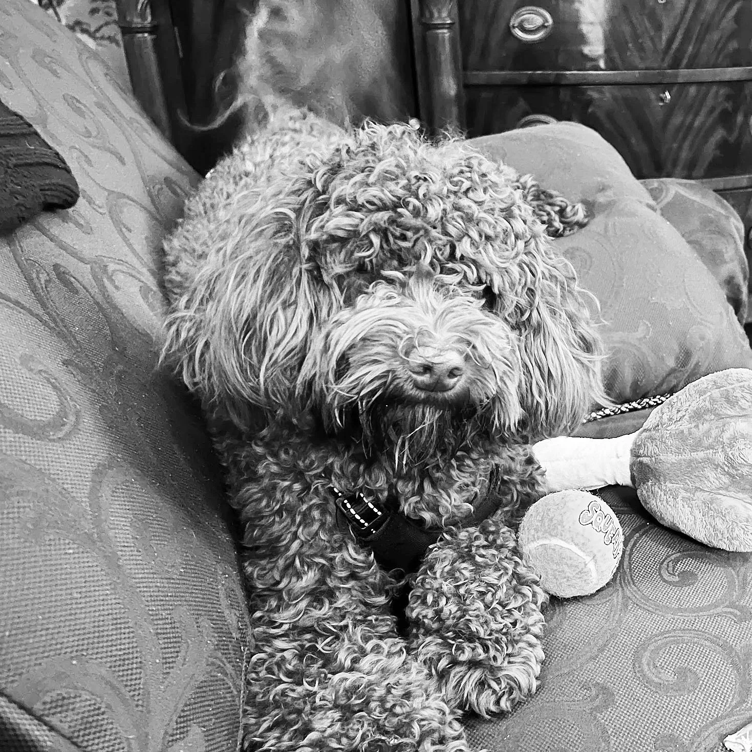 A curly-haired dog napping on a patterned sofa with a plush toy nearby.
