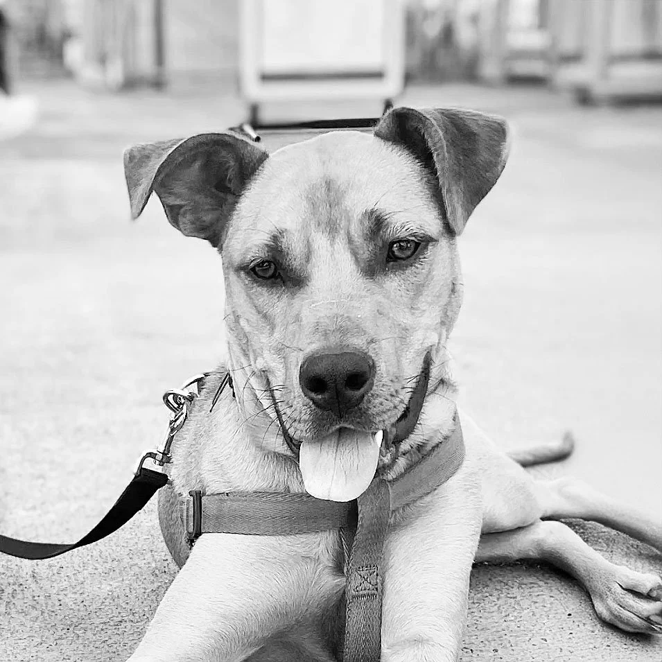 Black and white photo of a dog lying on the ground with its tongue out, wearing a collar and leash, with a slightly tilted head and a relaxed expression.