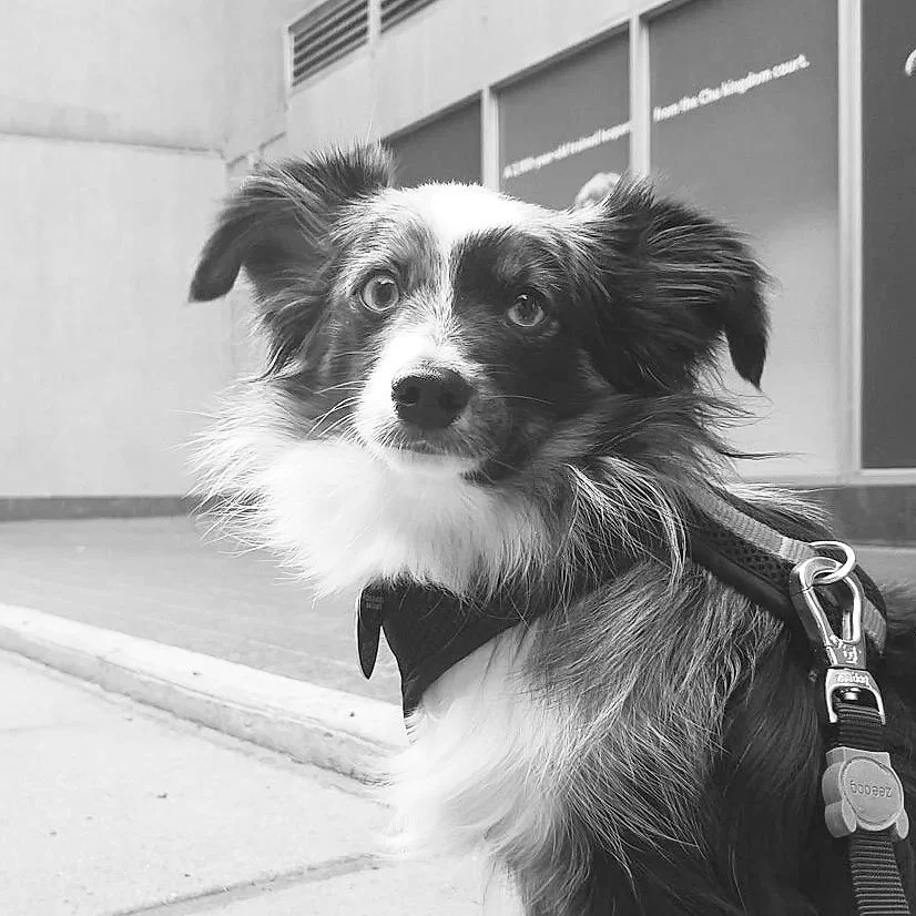 Black and white photo of a dog with fluffy fur and pointed ears, sitting outdoors on a sidewalk.
