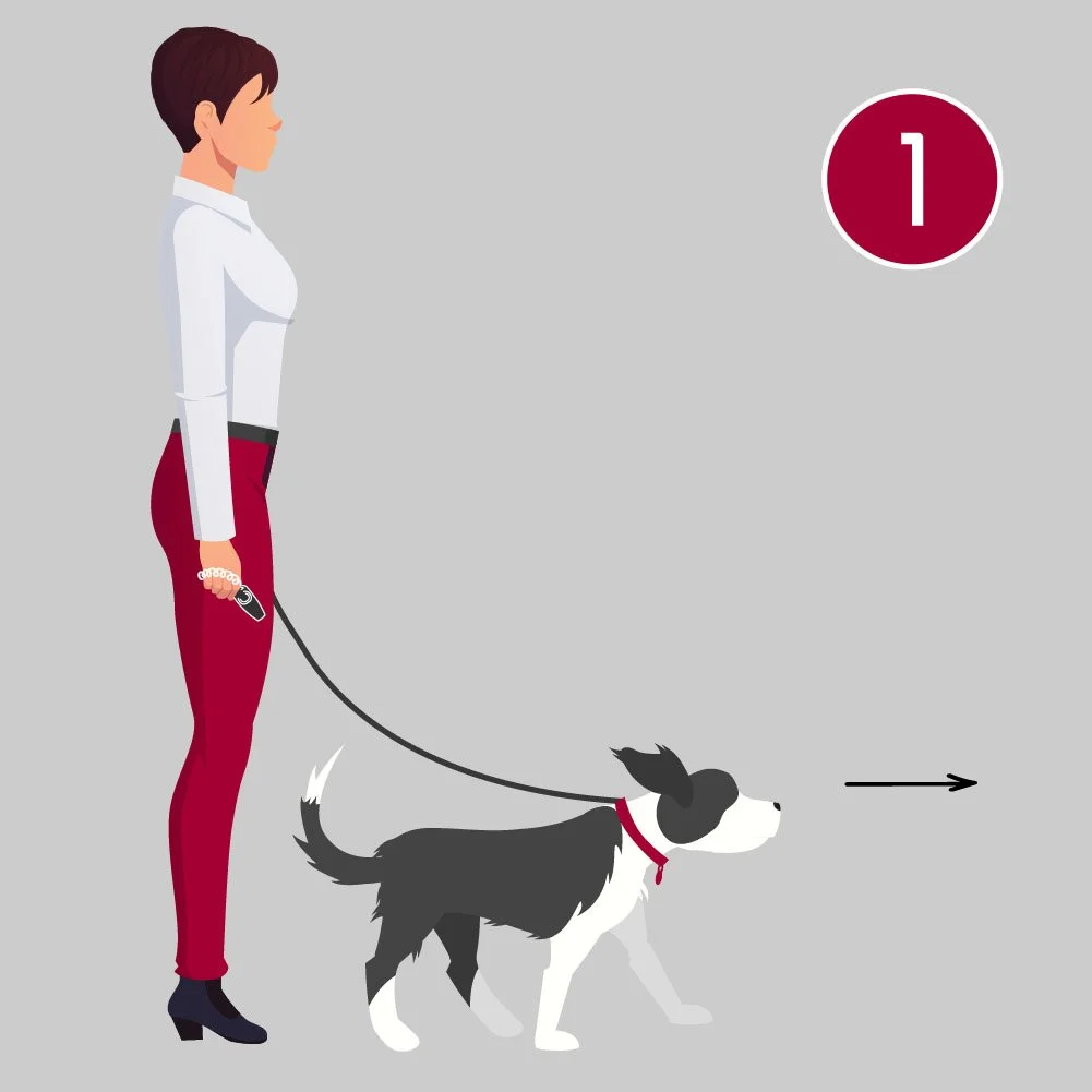 Woman walking a dog on a leash, with an arrow indicating the dog is moving forward.