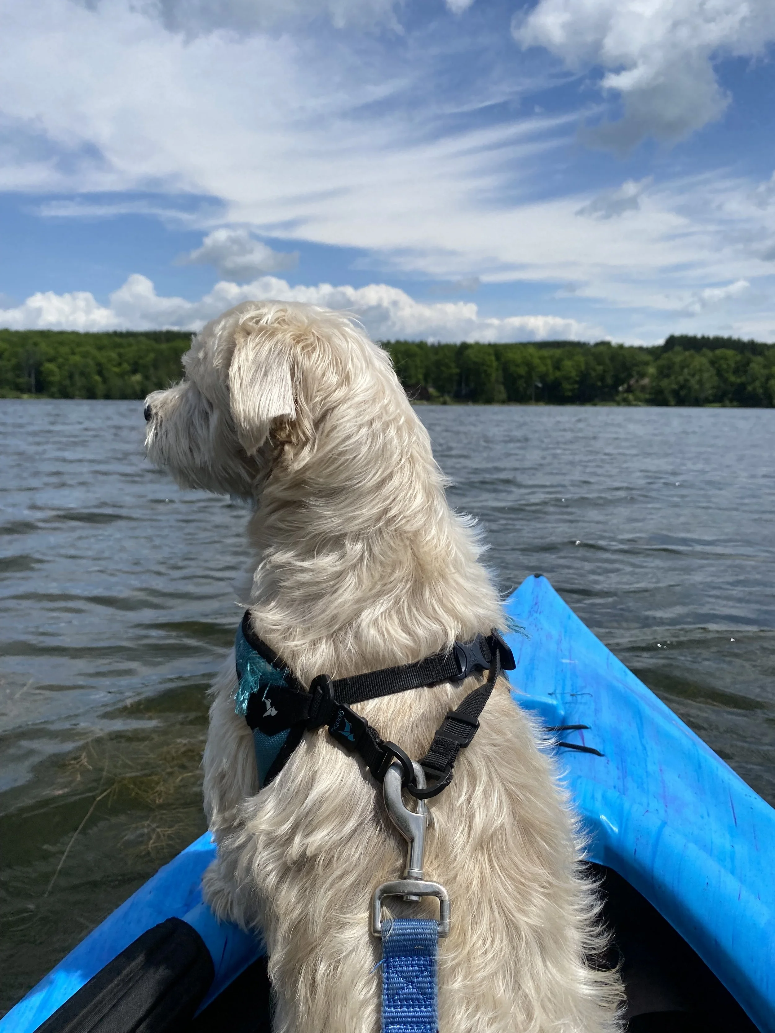 Aroostook State Park: A Perfect Northern Maine Escape for Kayaking and Relaxing