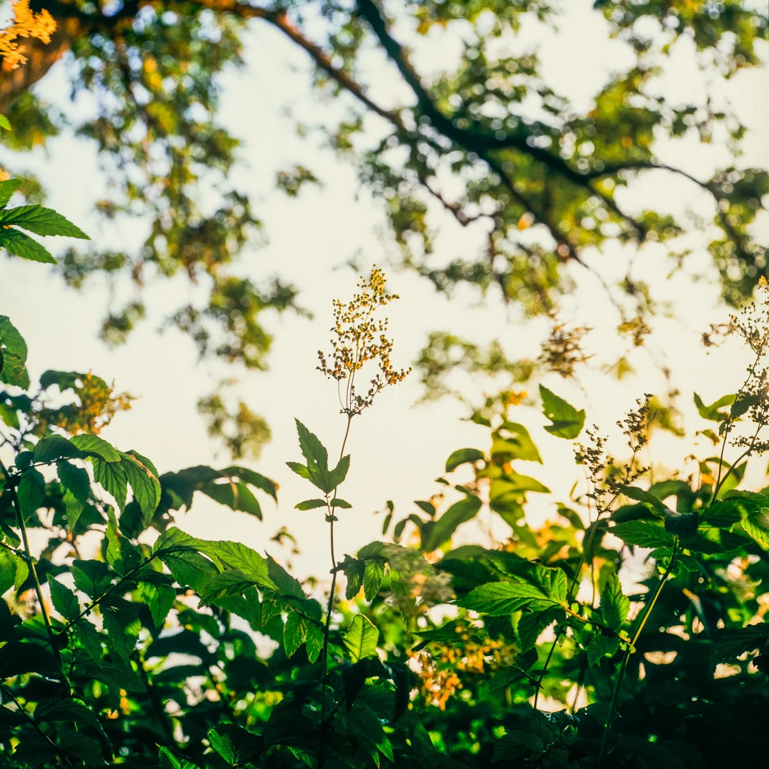 forestgrowth.jpg