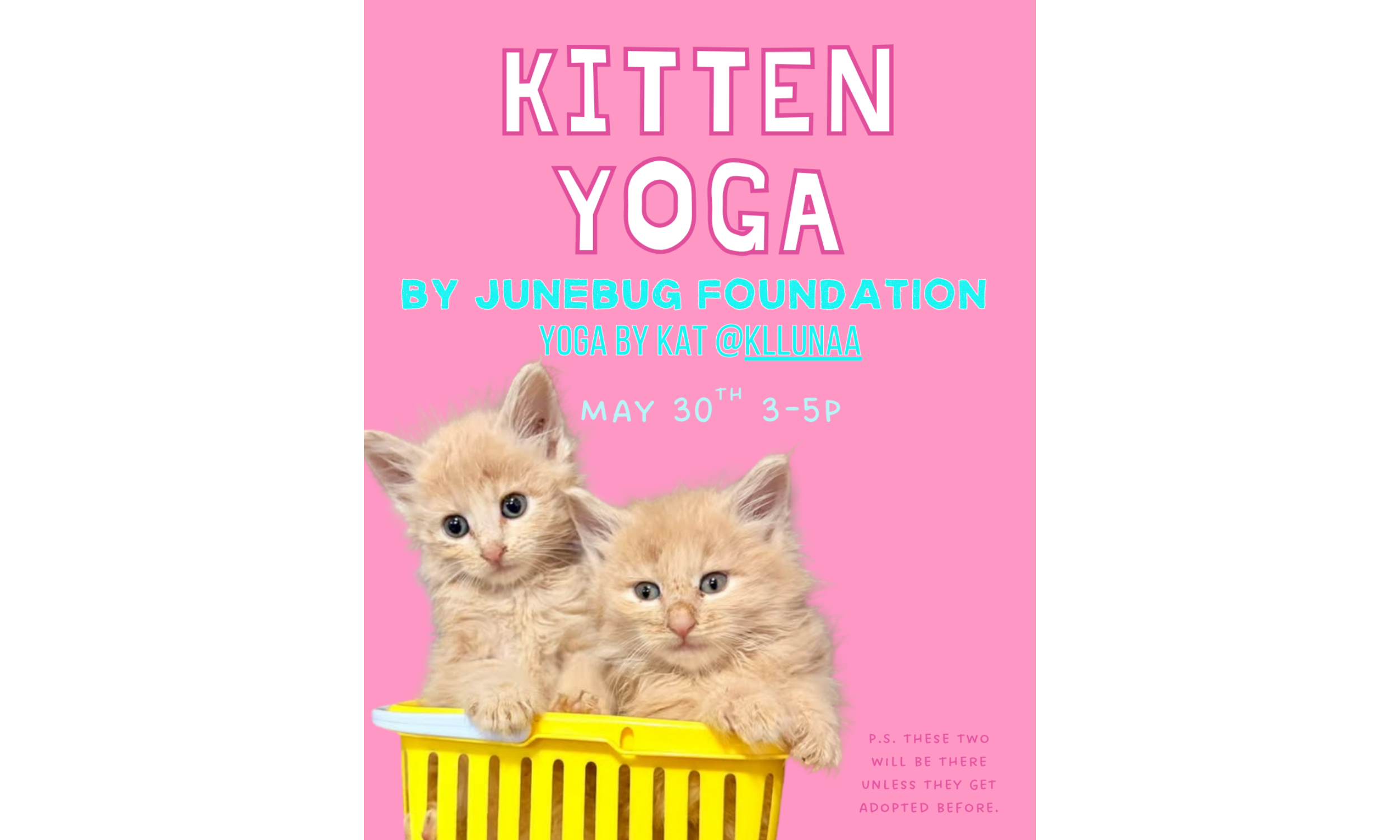 Kitten Yoga at her Elevated