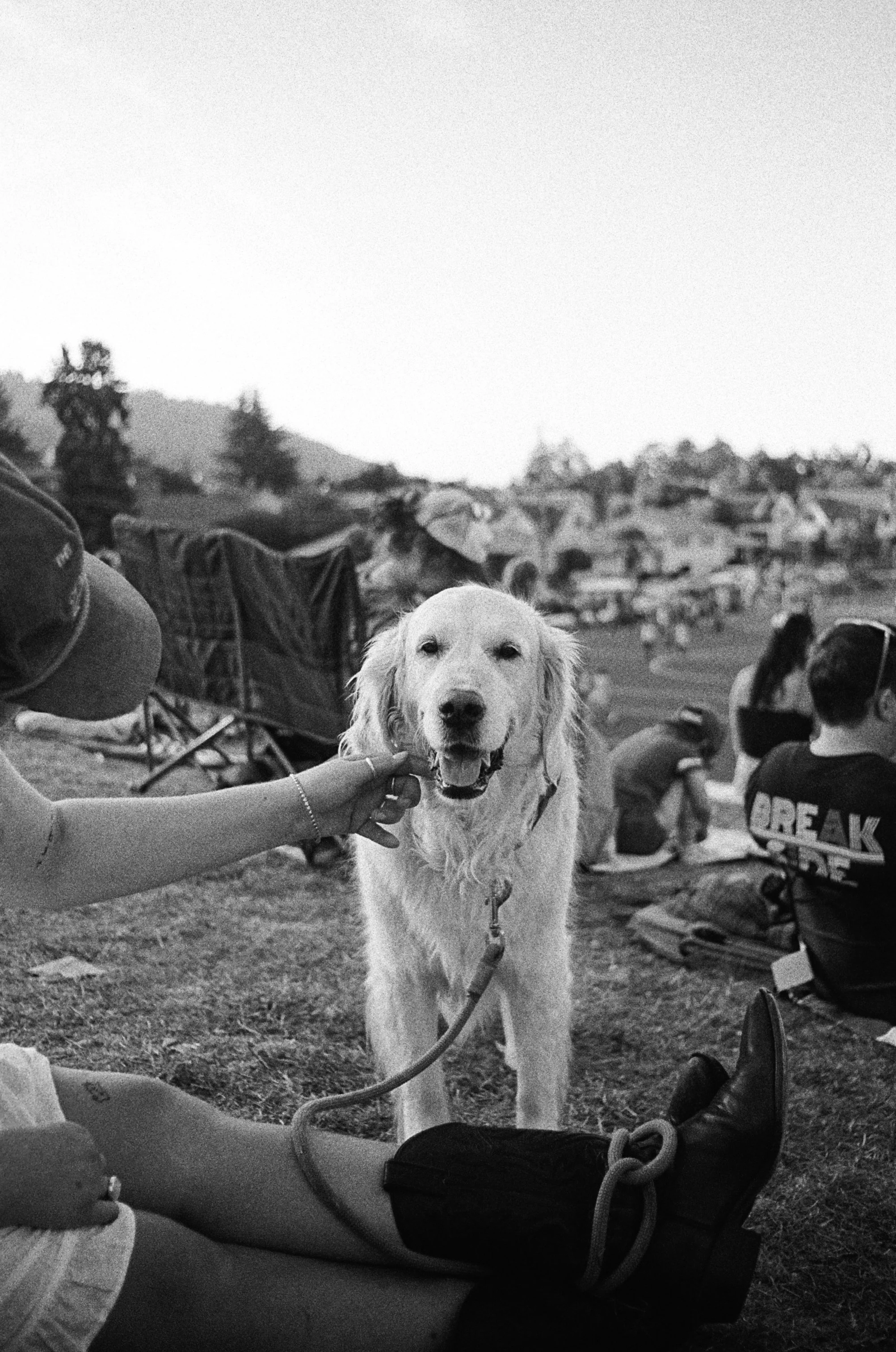 dog at Chapman.jpg