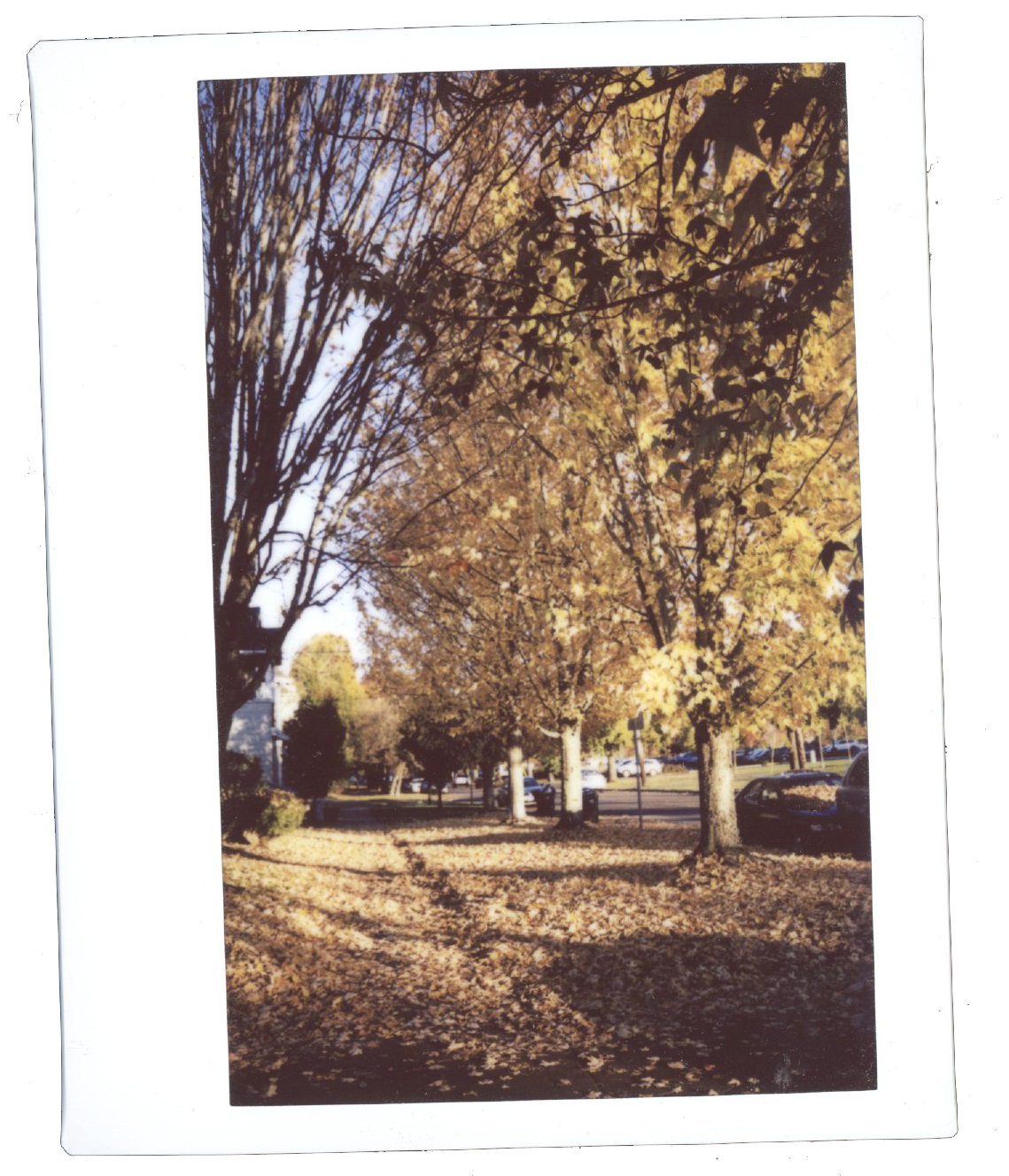 fall and shasta.png
