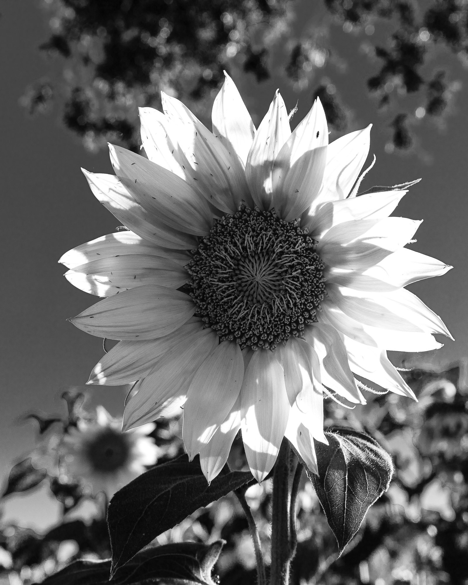 LeFevre Landscape Port-4147.jpg