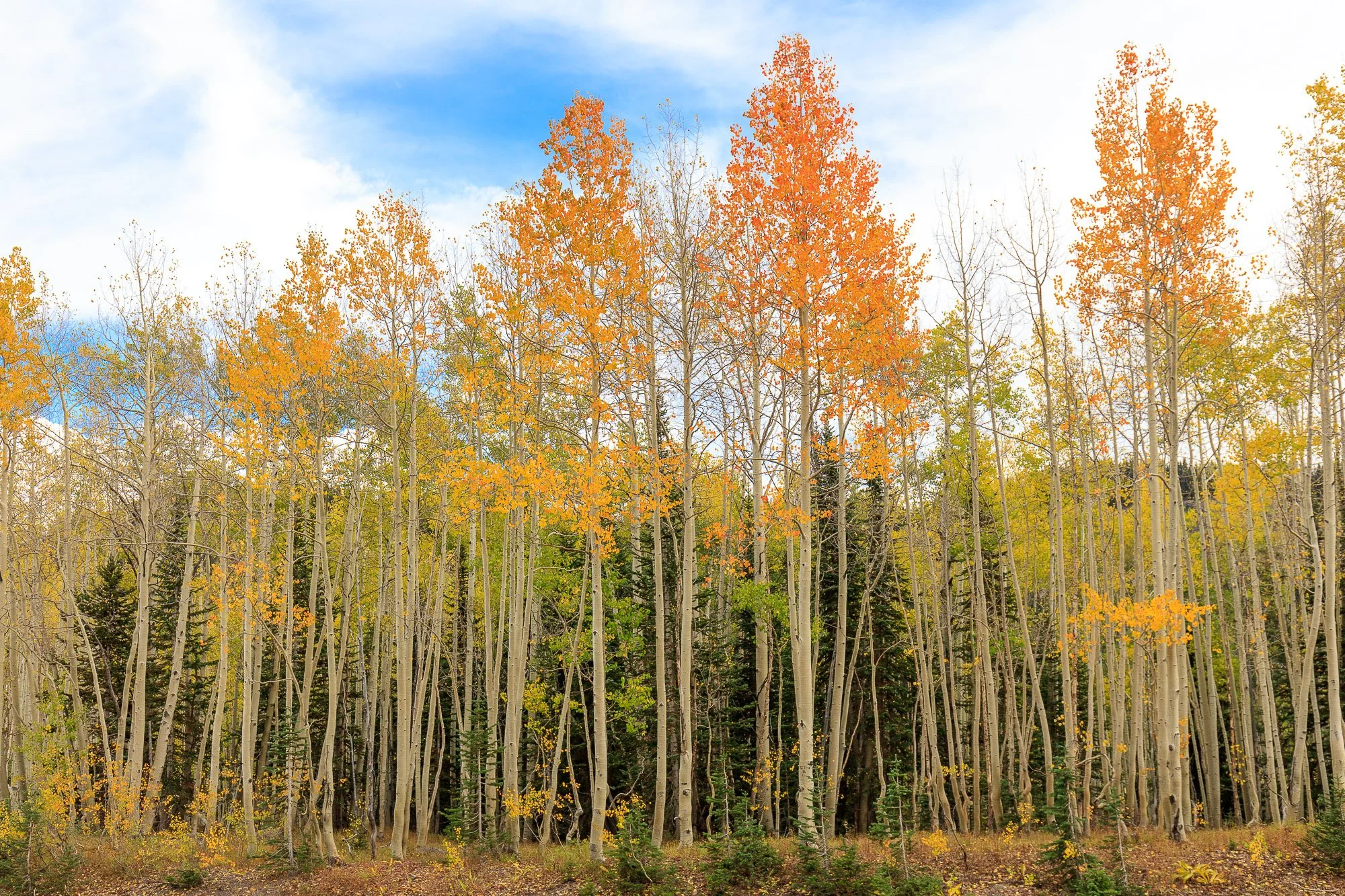 LeFevre Landscape Port-7900.jpg