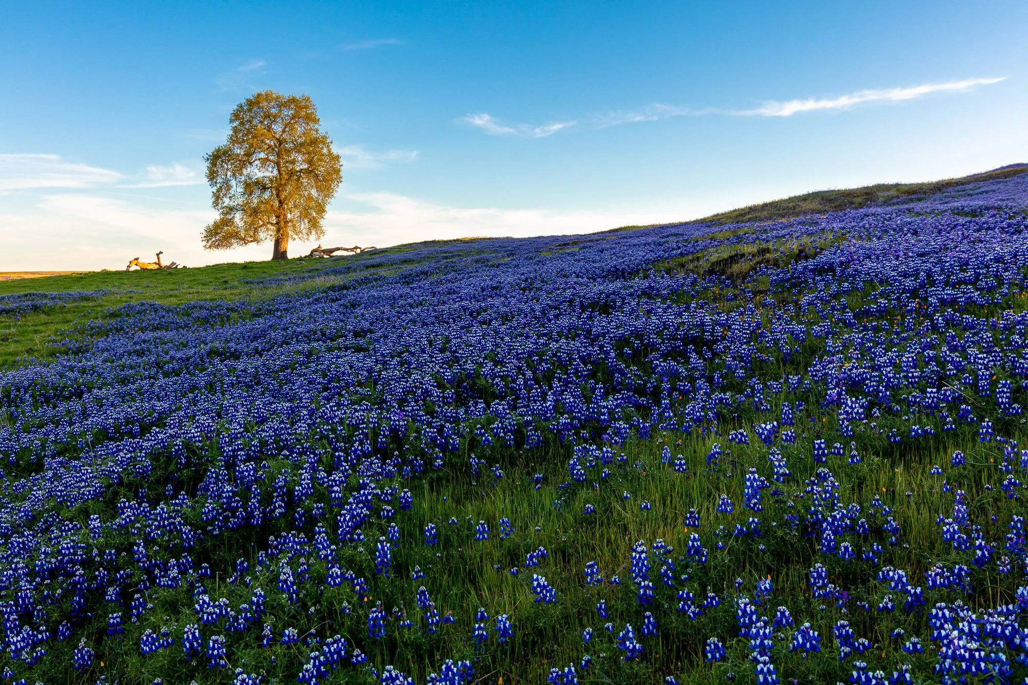 LeFevre Landscape Port-5138.jpg