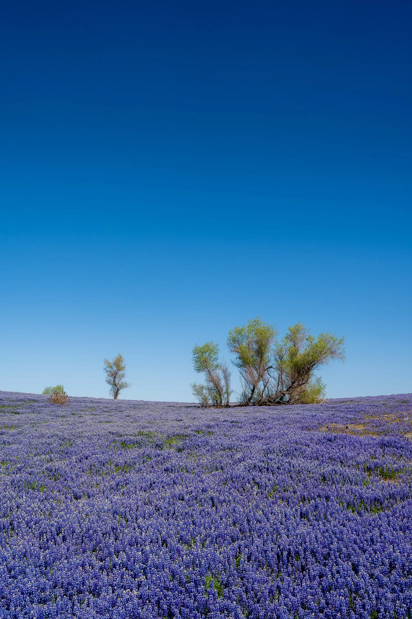 LeFevre Landscape Port-4554.jpg