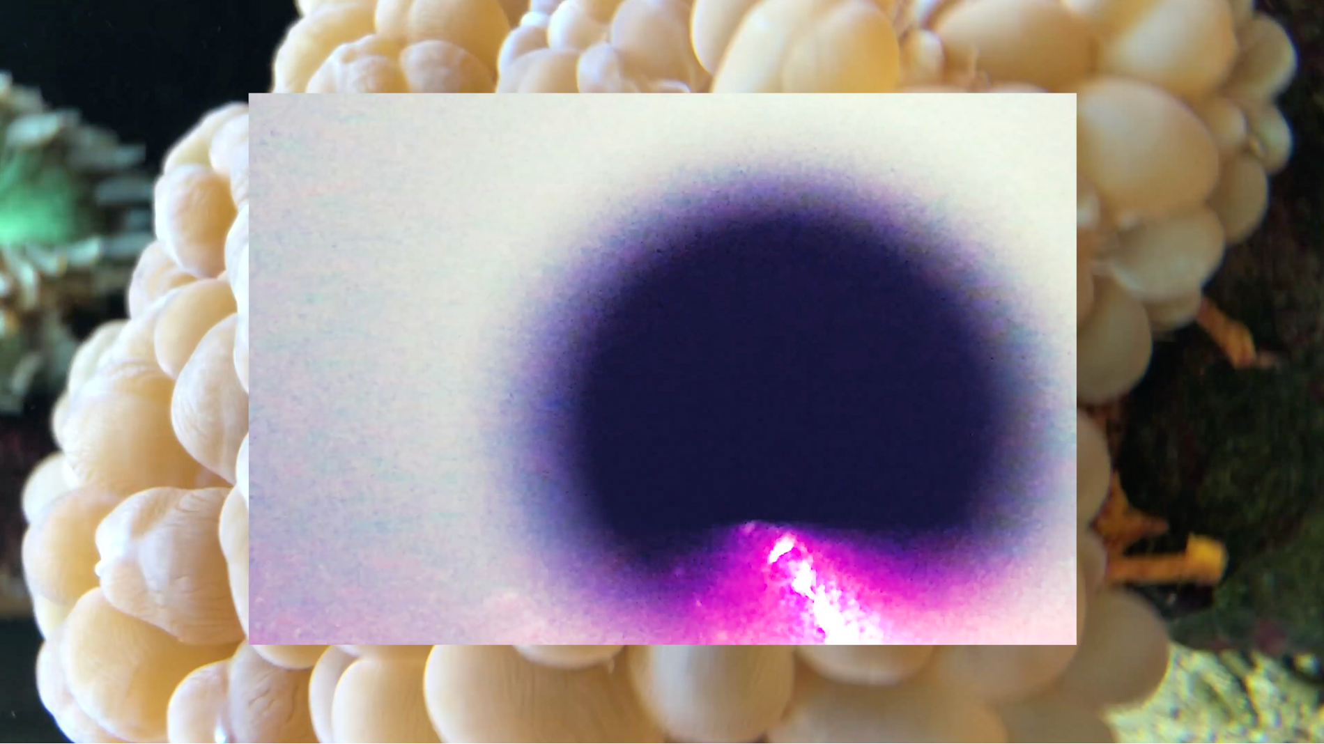 Screen Shot 2022-08-07 at 8.00.22 PM.png