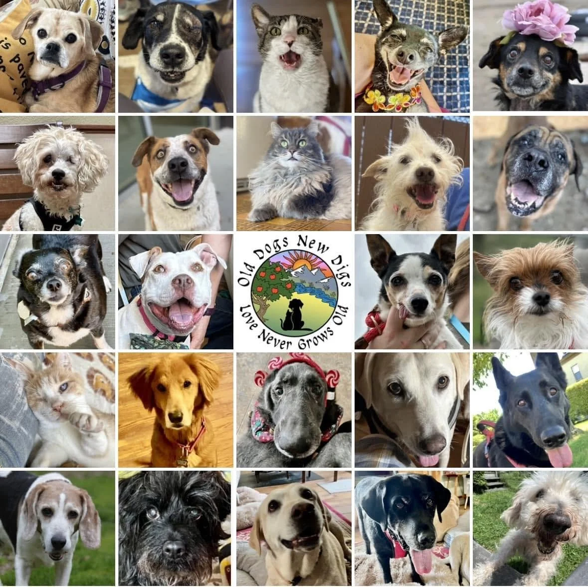 Old DogAPalooza