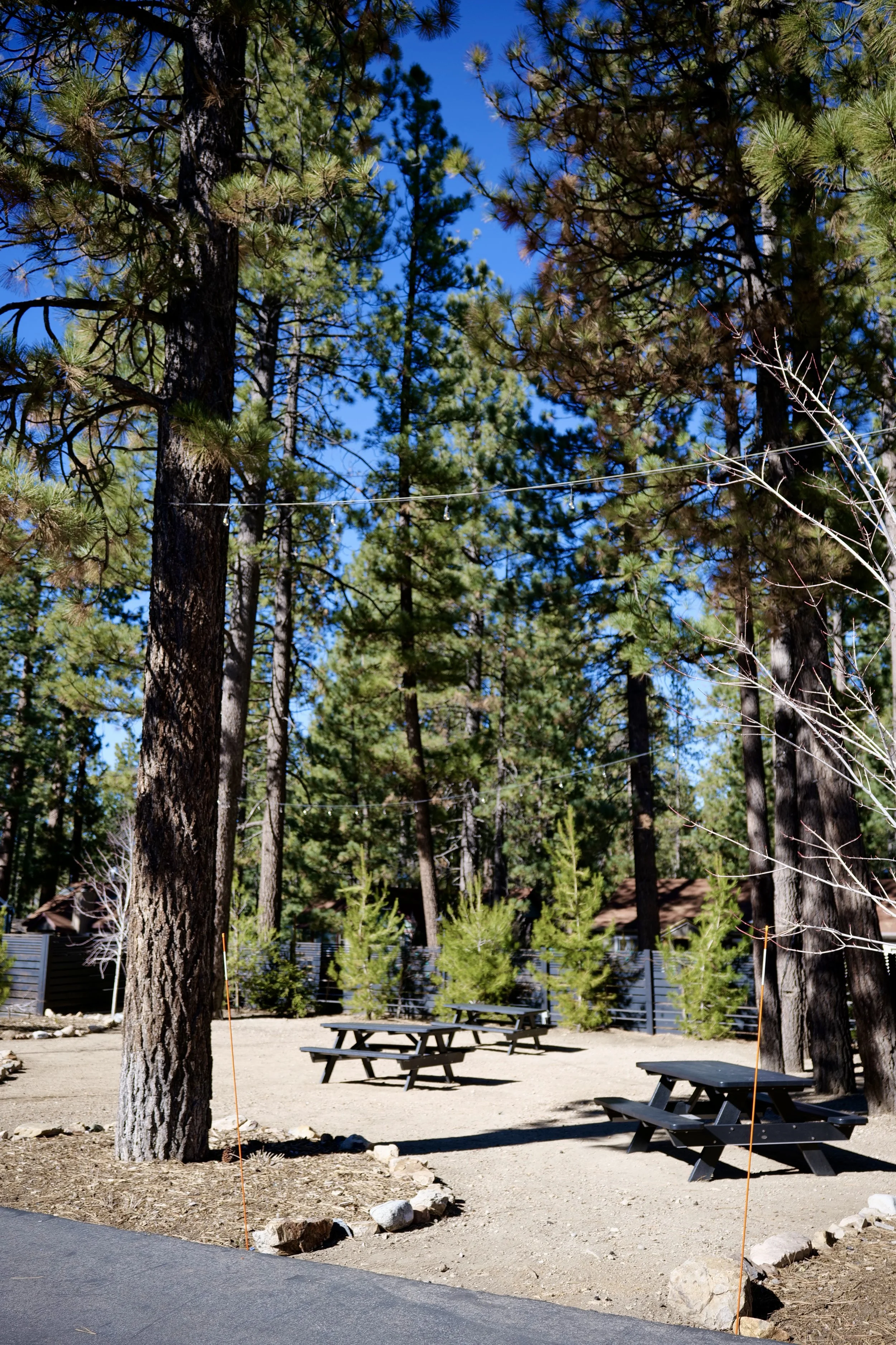 A park area with tall pine trees, some picnic tables, and a few small plants. The ground is mostly dirt with a small section of asphalt in the foreground. A wooden fence and houses are visible in the background under a clear blue sky.