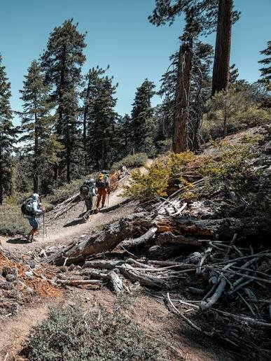Four hikers walking on a dirt trail surrounded by trees and fallen logs in a forest.