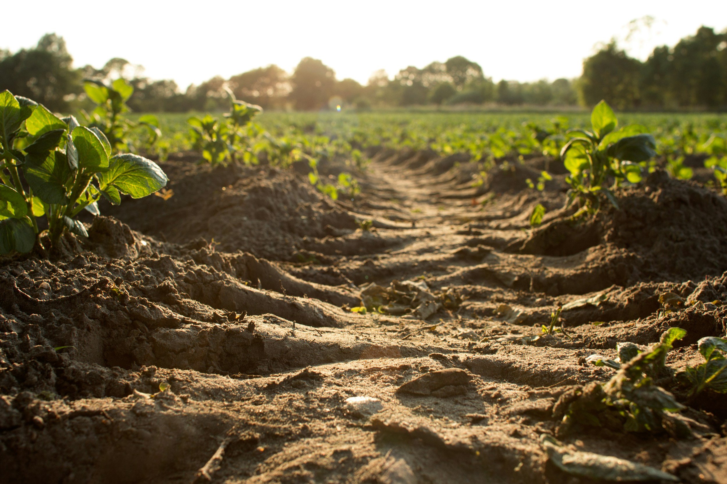 The Power of Soil Microbes in Crop Production