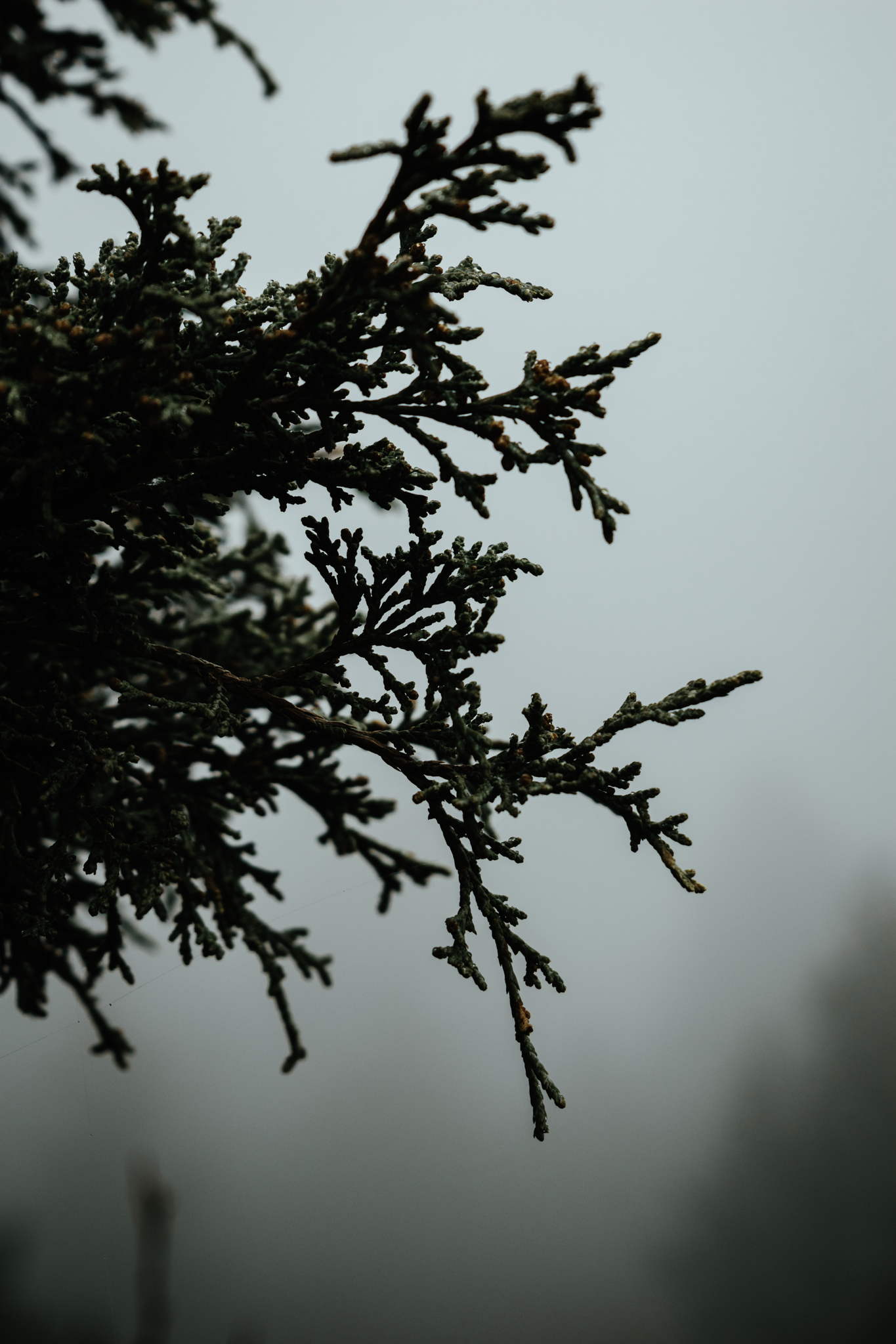 Close-up of a dark green conifer tree branch with a blurred background and foggy sky.