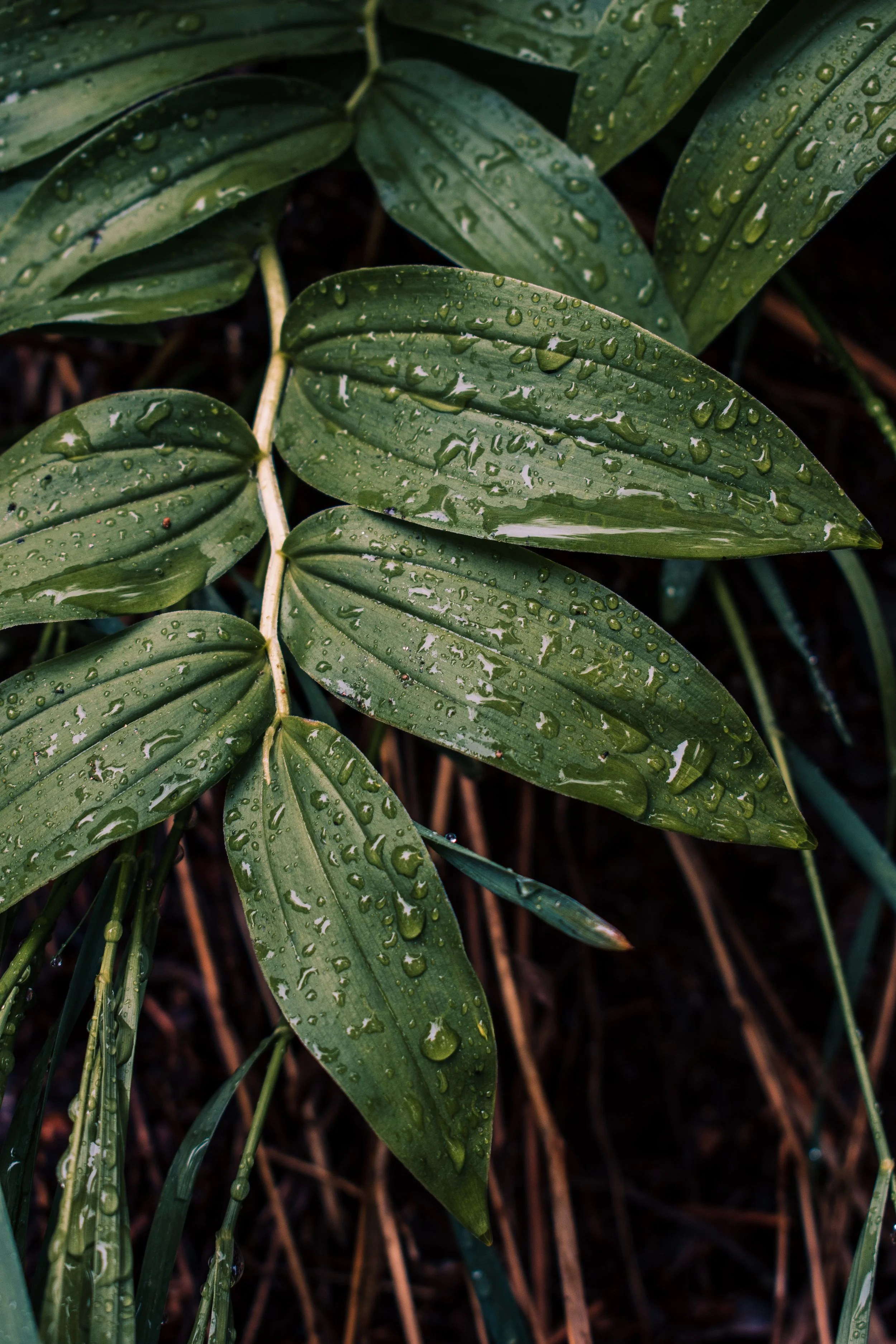 Close-up of green leaves with water droplets on them.