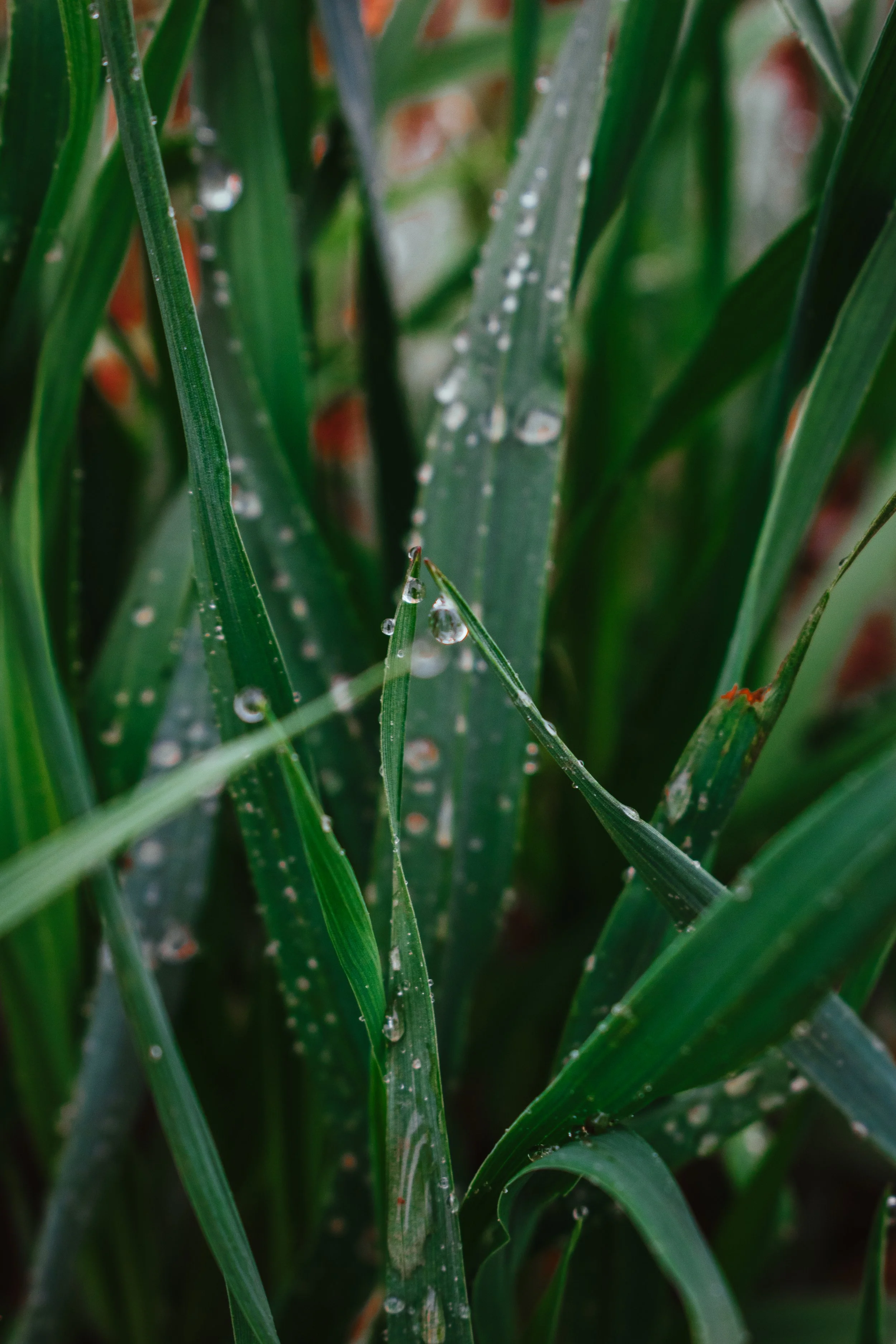 Close-up of green grass blades with dew drops.