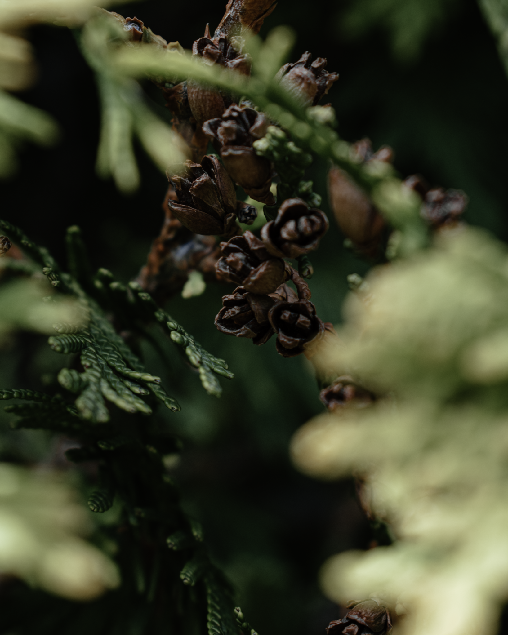 Close-up of brown pinecones and green pine needles on a tree branch.