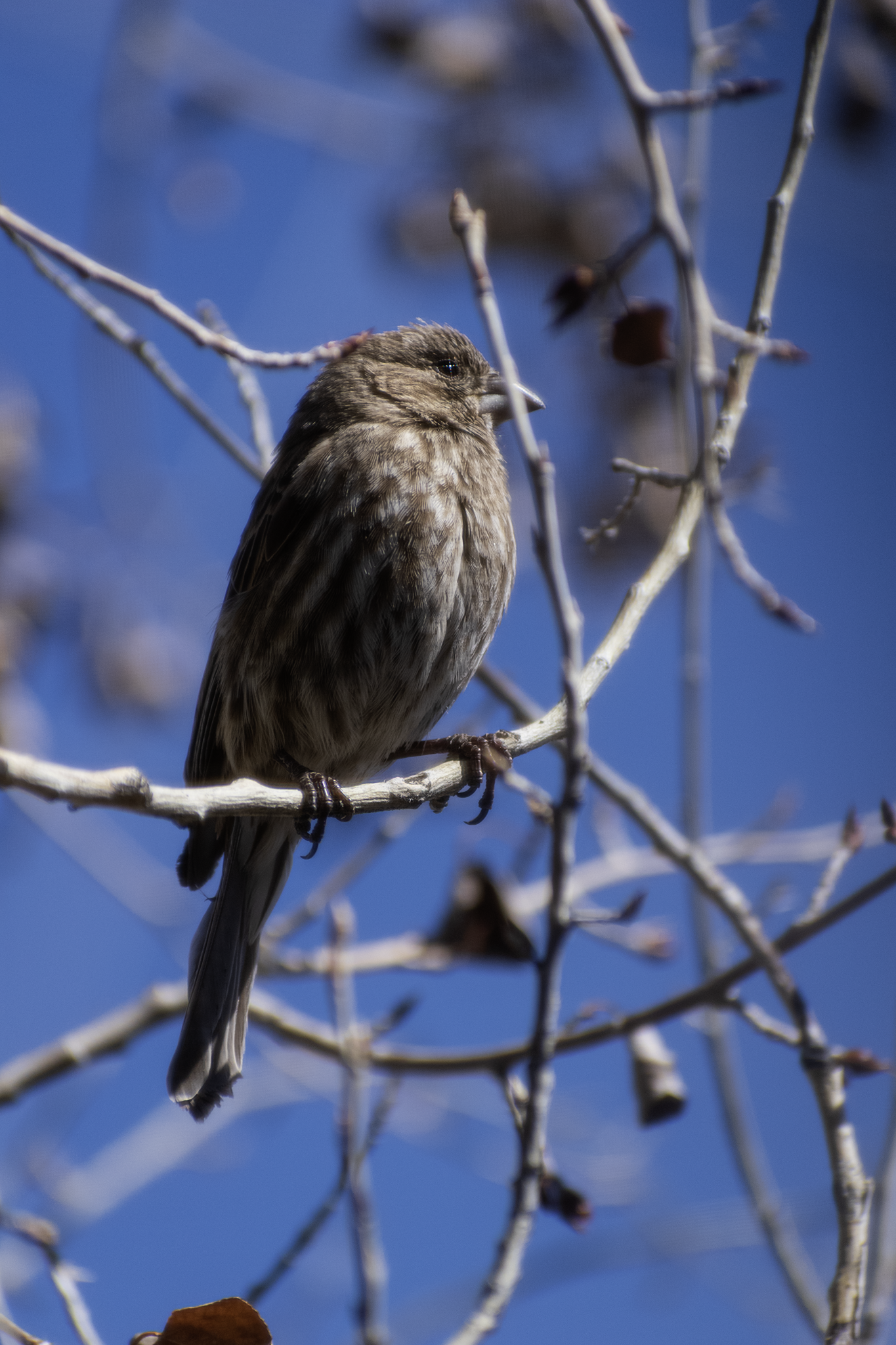 A small brown bird perched on a thin branch against a clear blue sky.