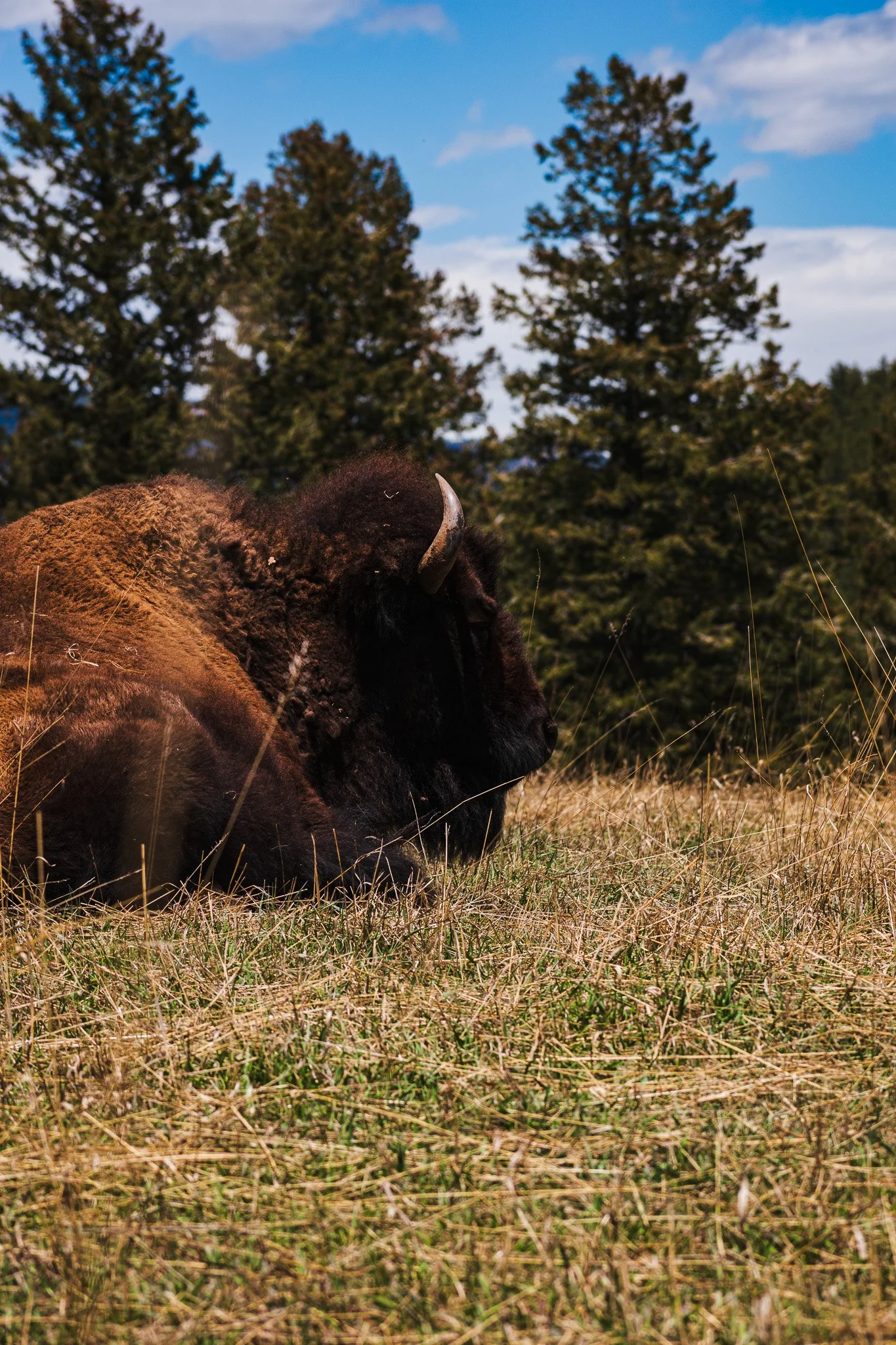 A large bison lying on grass in a field with trees and a blue sky in the background.